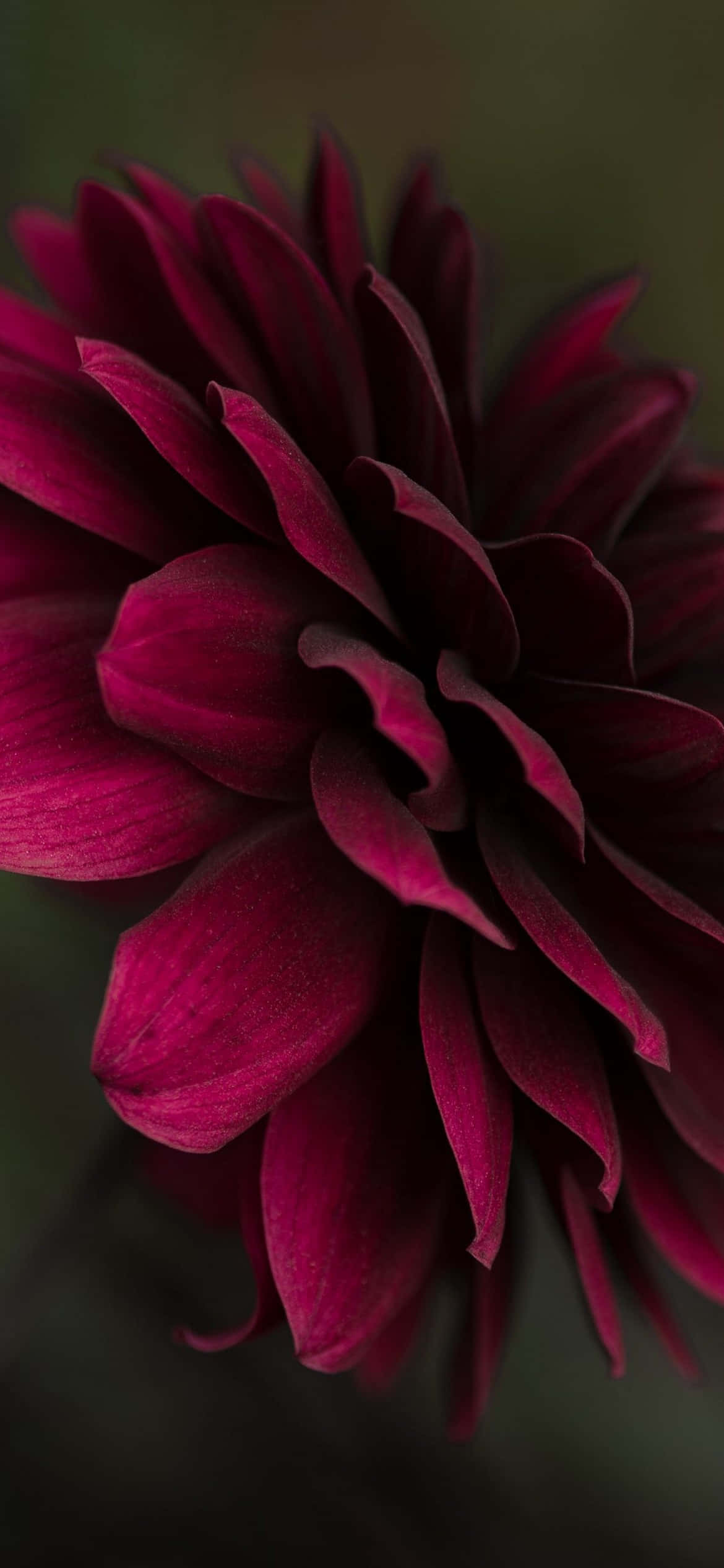isang malapit na tanaw ng isang lilang bulaklak Wallpaper