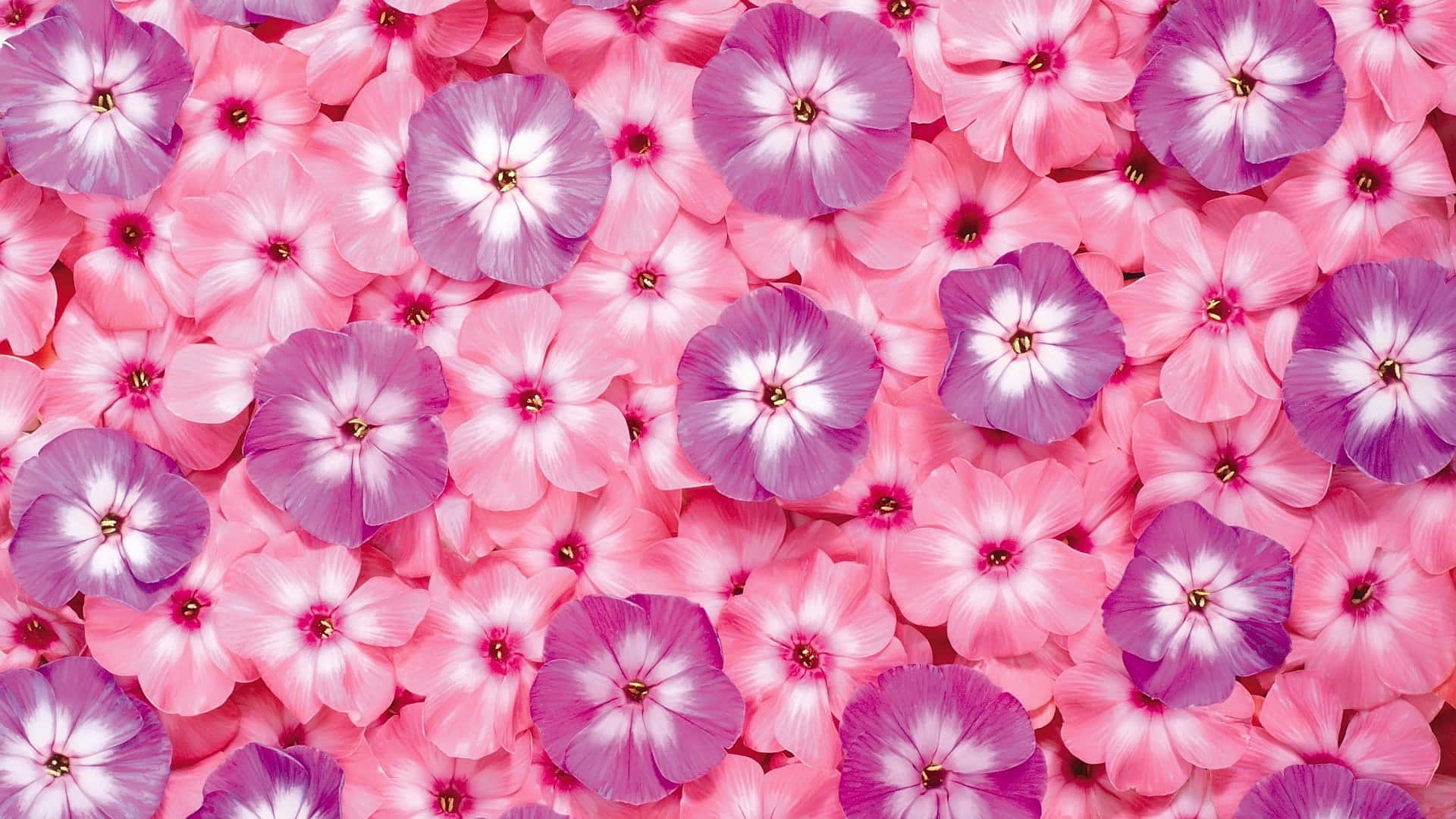 Isang malapitang kuha ng isang magandang rosas na bulaklak na ganap na namumukad. Wallpaper