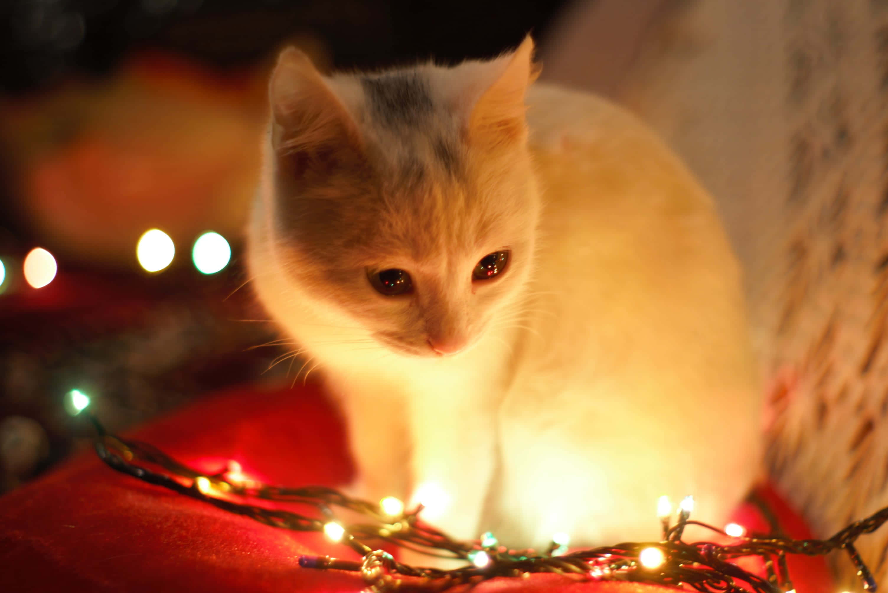 Isang maligayang paskong aesthetic na nagtatampok ng mga regalong Pasko, ilaw, at maaliwalas na kapaligiran Wallpaper