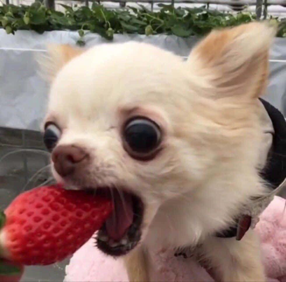 isang maliit na asong chihuahua na kumakain ng strawberry Wallpaper