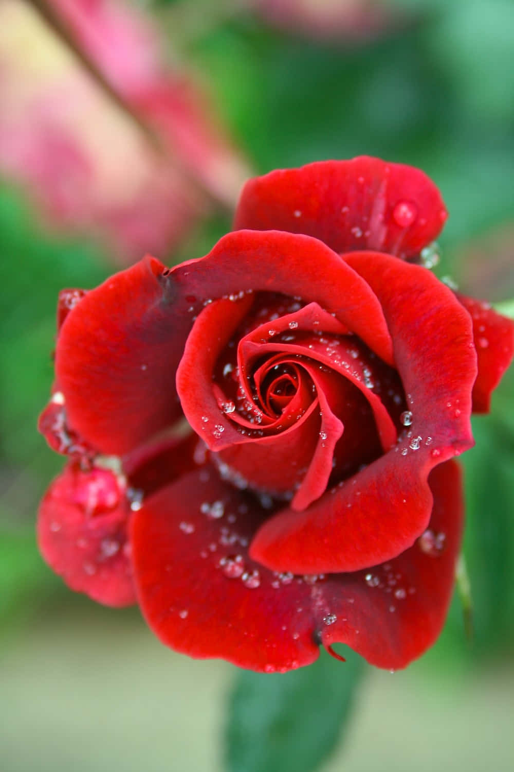 Isang maliwanag na dilaw na rosas na ganap na namumulaklak na napapaligiran ng mga luntiang dahon nito Wallpaper