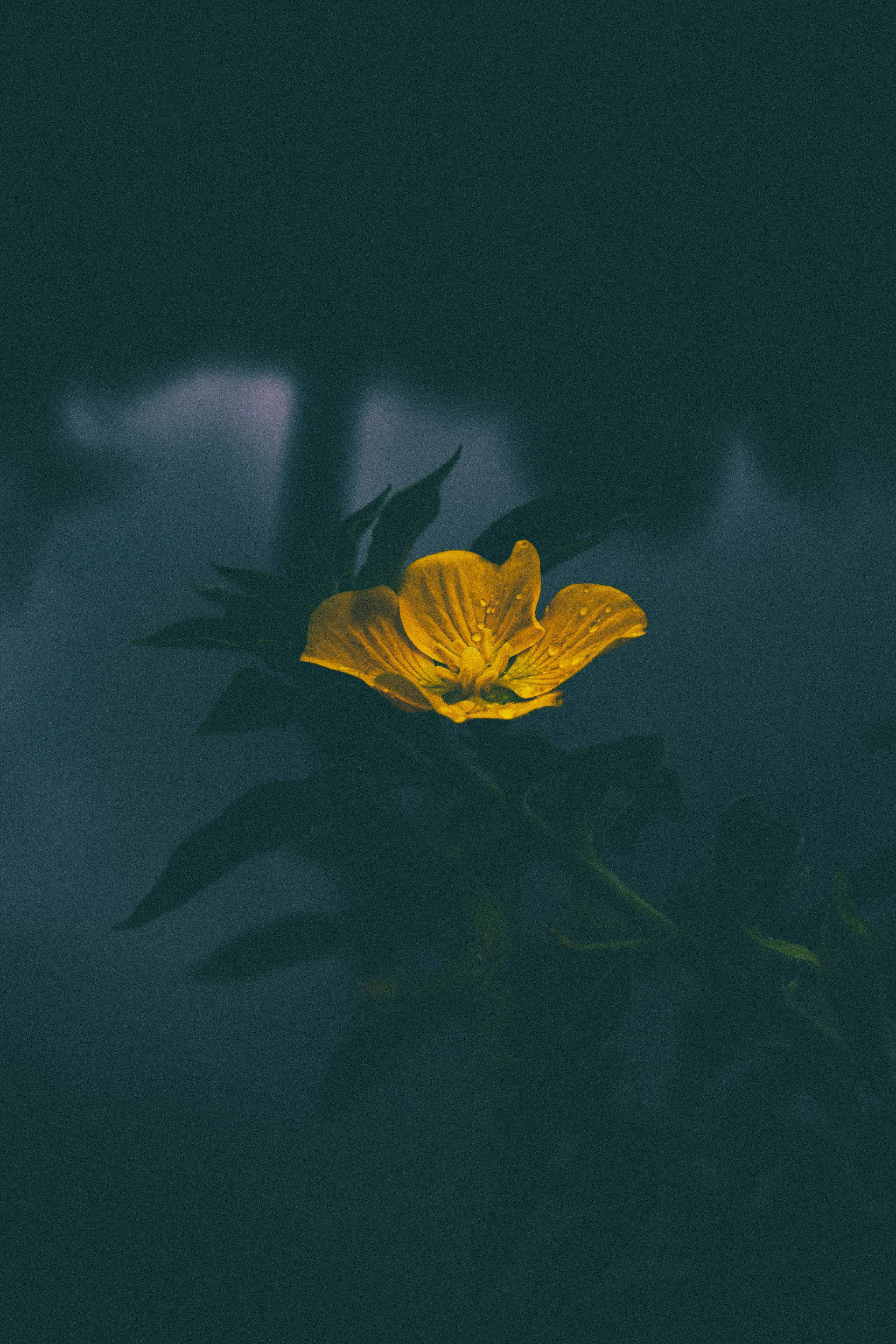 Isang maliwanag at masaya na dilaw na bulaklak laban sa isang blurred gray na background. Wallpaper