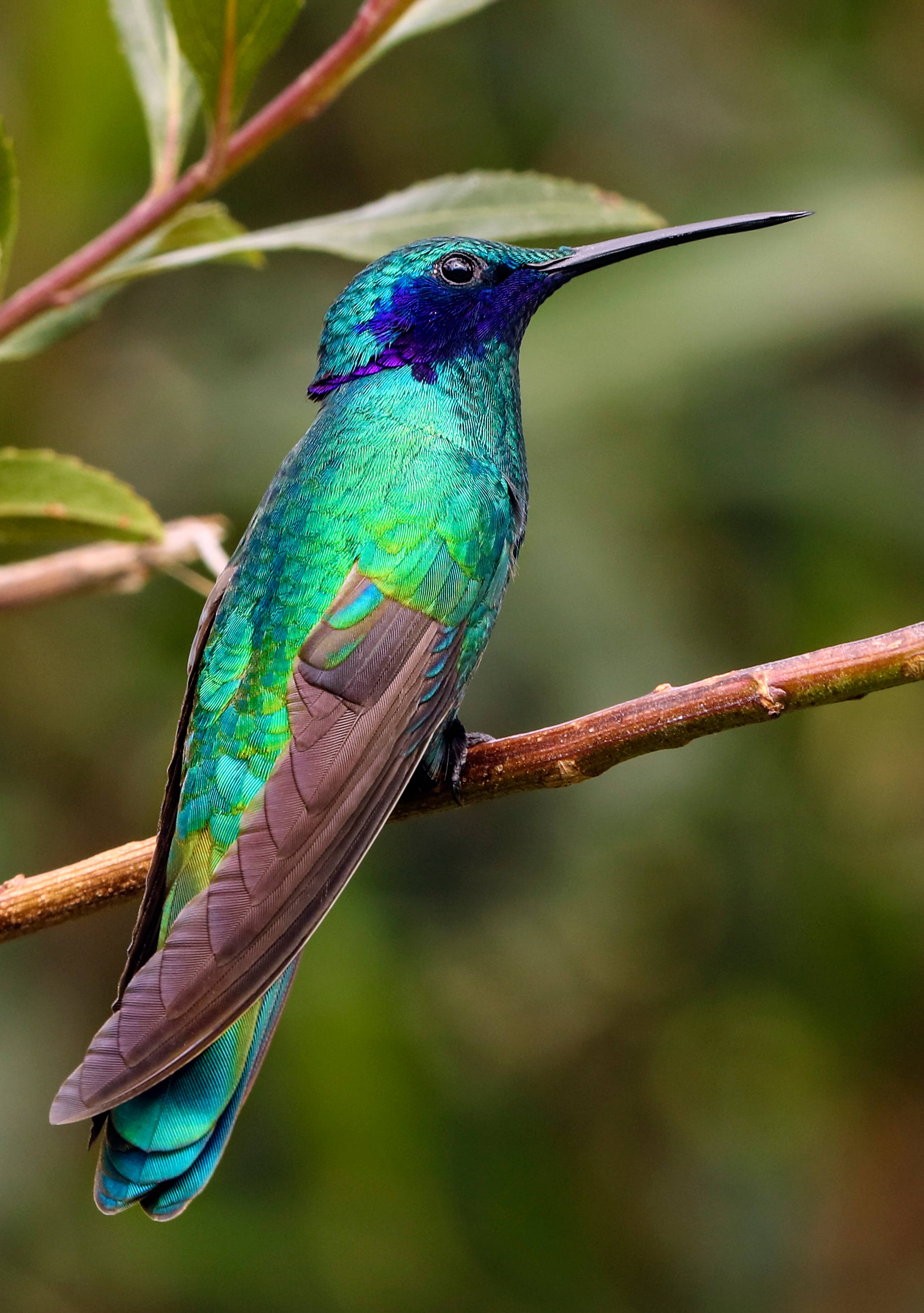 Isang maliwanag na iridescent na hummingbird sa kalagitnaan ng paglipad Wallpaper
