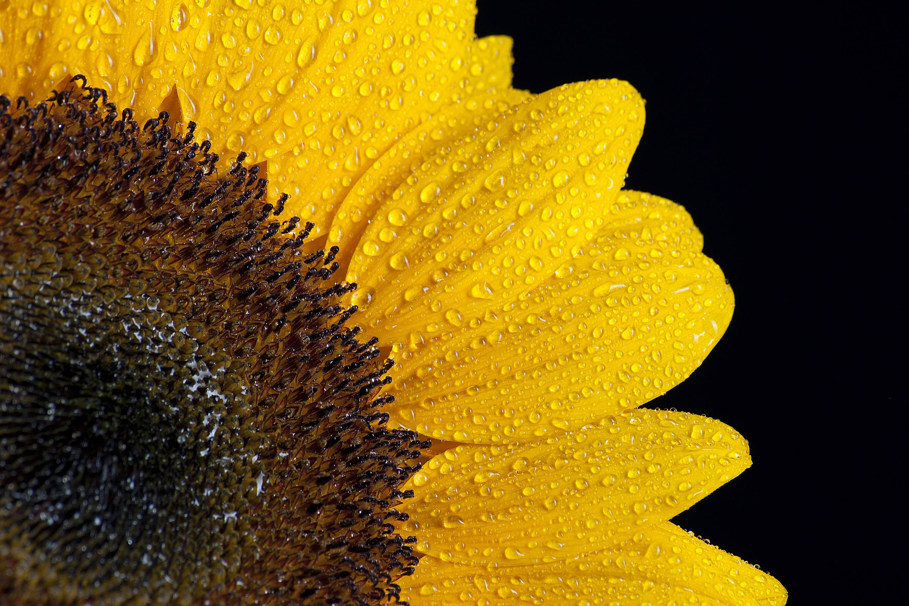 Isang maningning na dilaw na Sunflower na nakatayong mataas, kumikinang sa araw ng tag-init na may ilang kumikinang na patak ng tubig na nakadikit pa sa mga talulot nito. Wallpaper