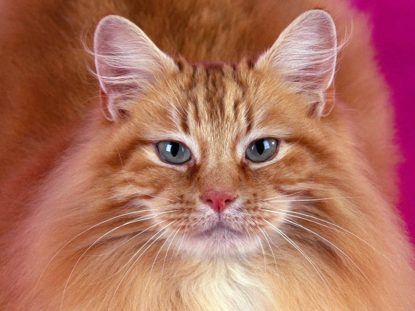 Isang Mapaglarong at Mabalahibong Pusa Wallpaper