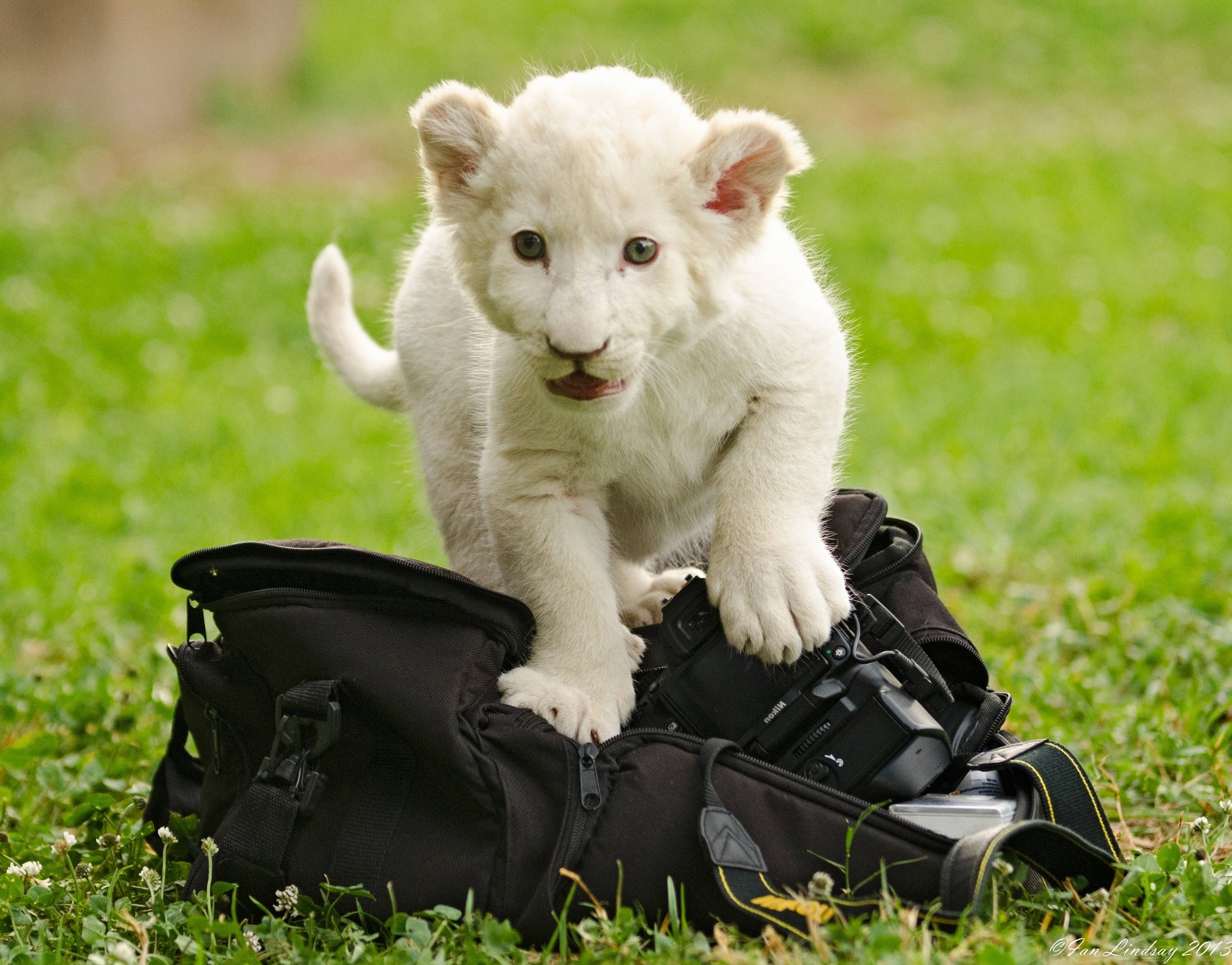 Isang mapaglarong puting lion cub na nag-eenjoy sa buhay sa African Savanna Wallpaper