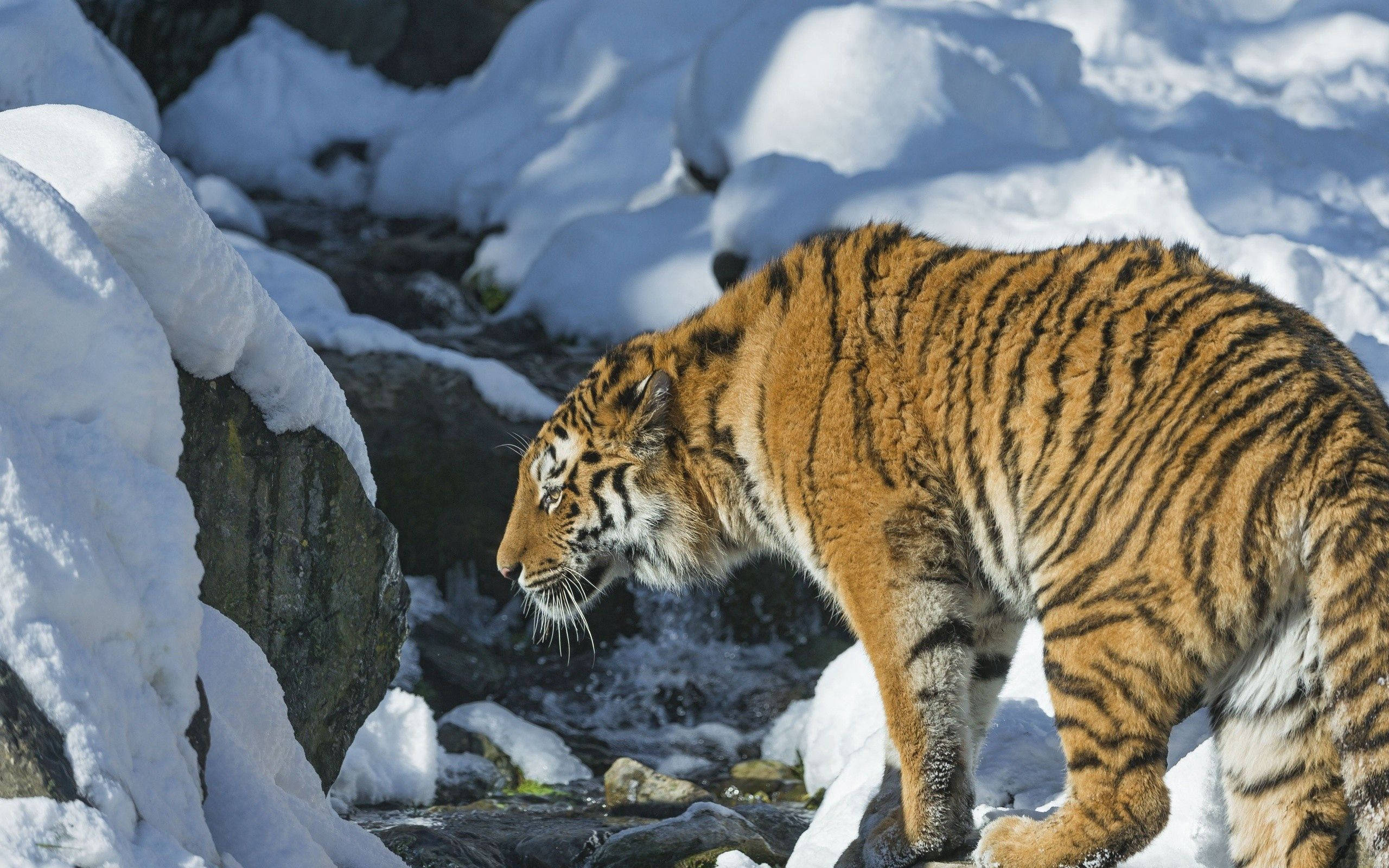 Isang Marilag na Siberian Tiger na Gumagala sa Niyebe Wallpaper