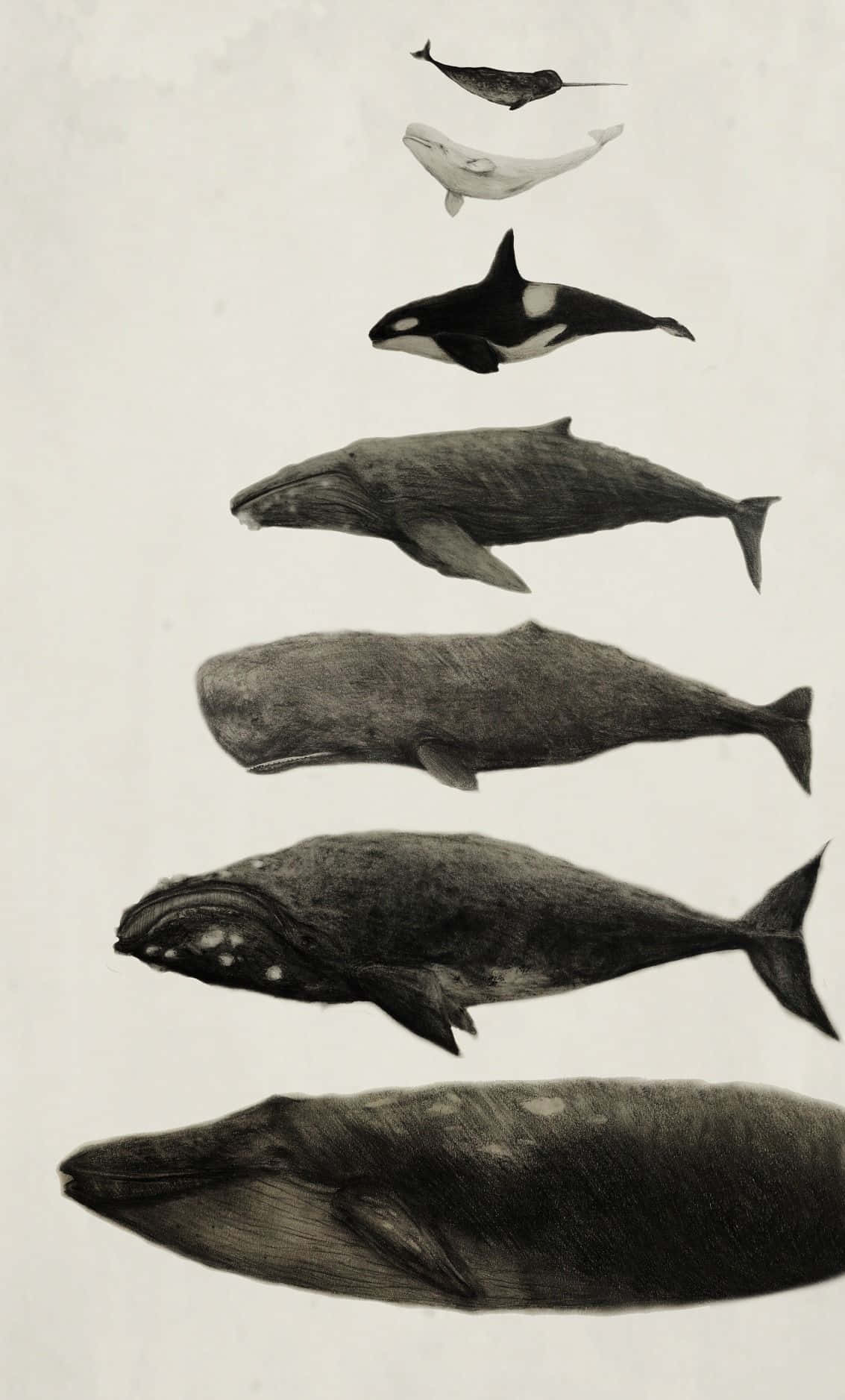 Isang marilagong Sperm Whale na naghanap ng pagkain sa kanyang natural na tahanan Wallpaper
