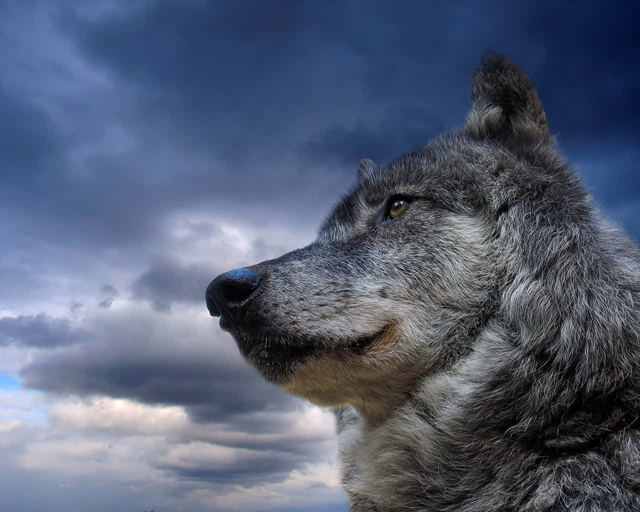 Isang maringal na lobo na nakatayo nang matatag sa isang parang. Wallpaper