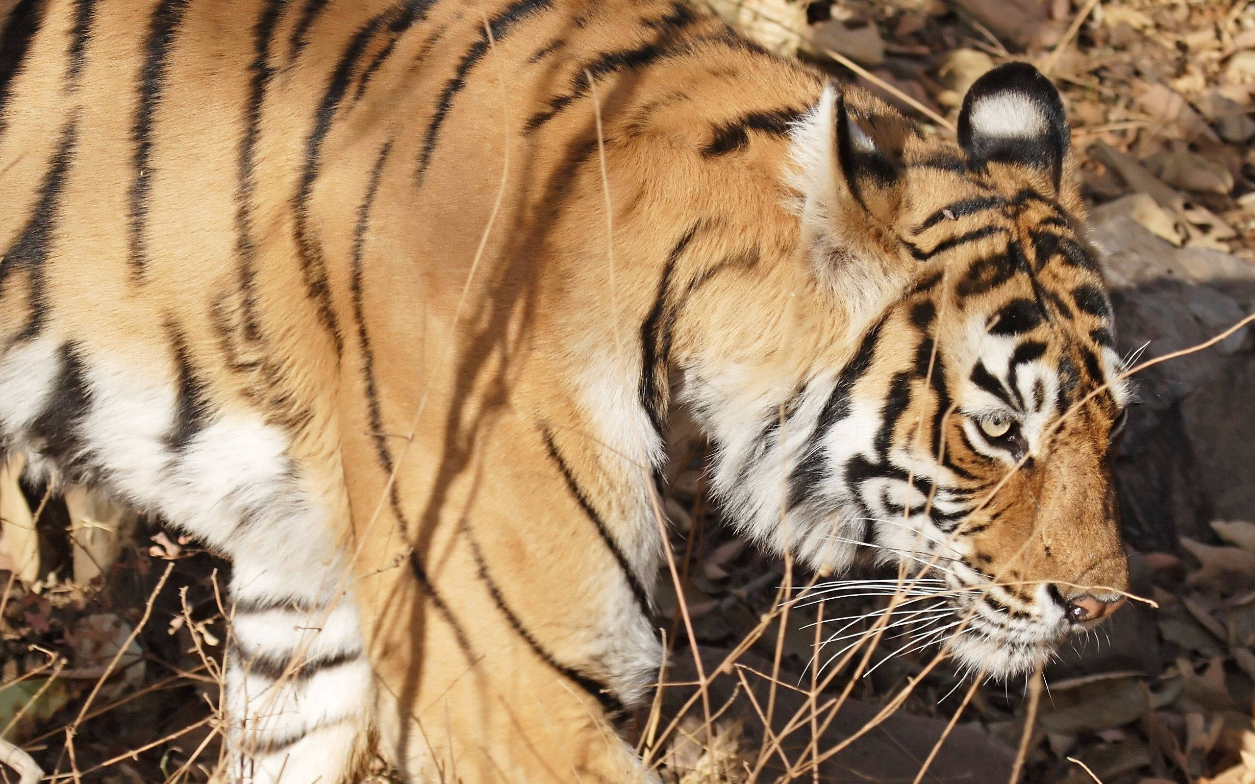Isang Maringal na Bengal Tiger na Naglalakad sa Kanyang Tirahan Wallpaper