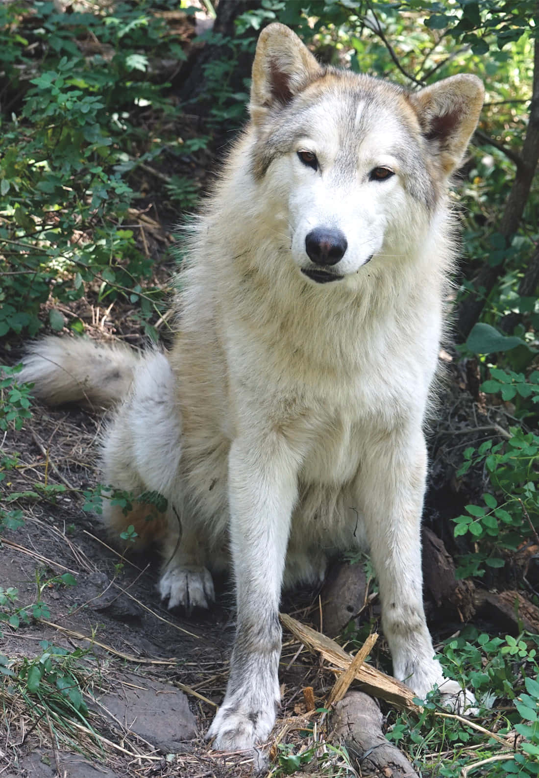 Isang maringal na lobo sa kanyang natural na tirahan Wallpaper