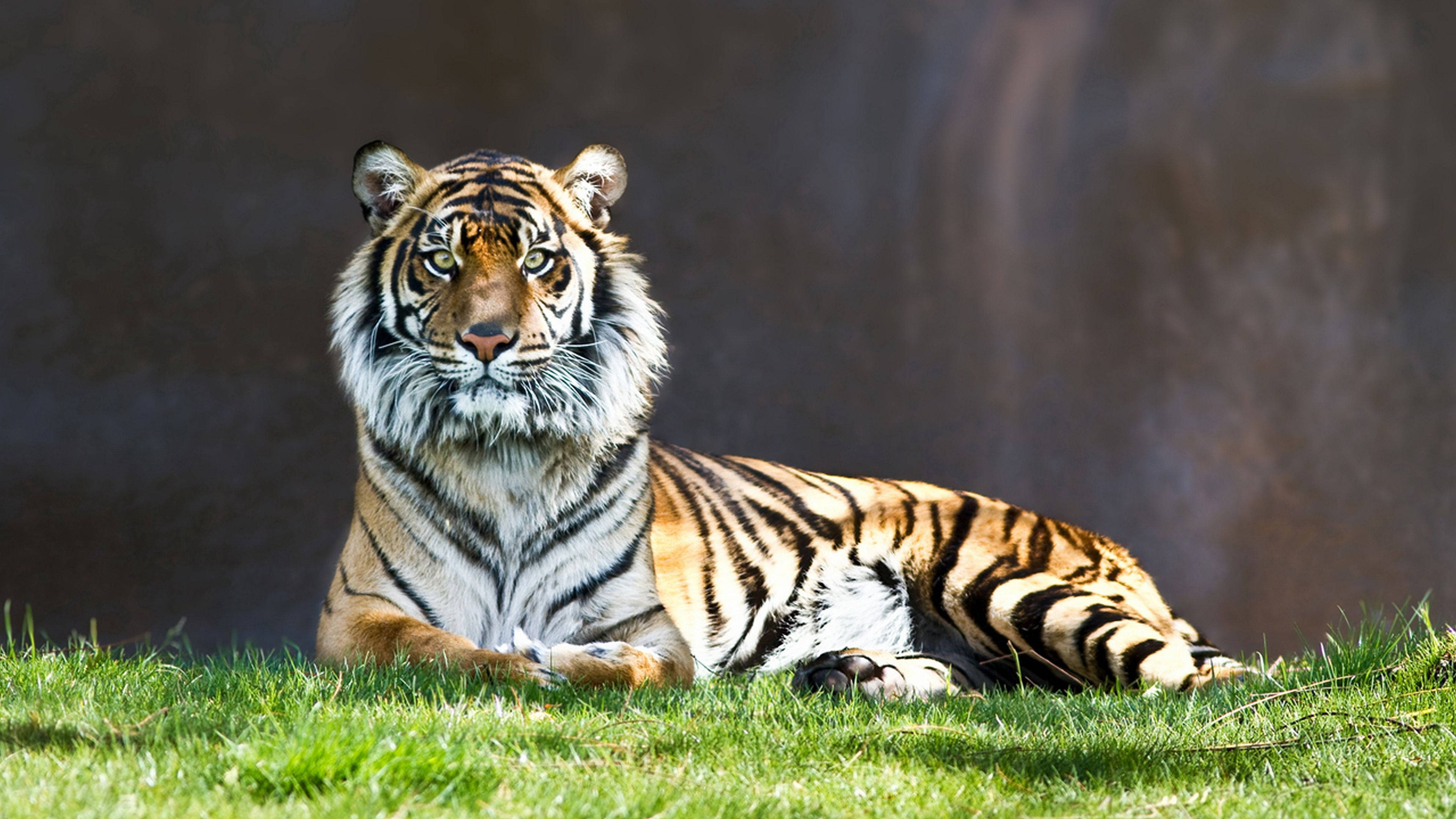 Isang Maringal na Mandaragit na Tigre na Nanonood mula sa isang Damuhang Burol Wallpaper