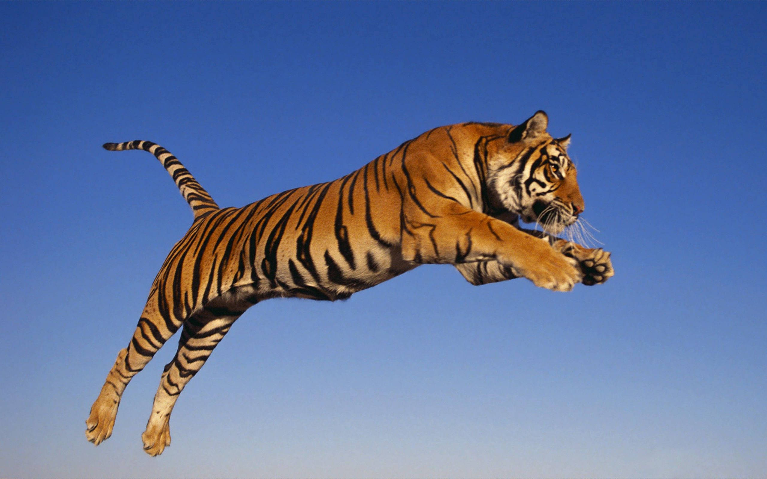 Isang Maringal na Tigre na Lumulukso sa Savannah Wallpaper