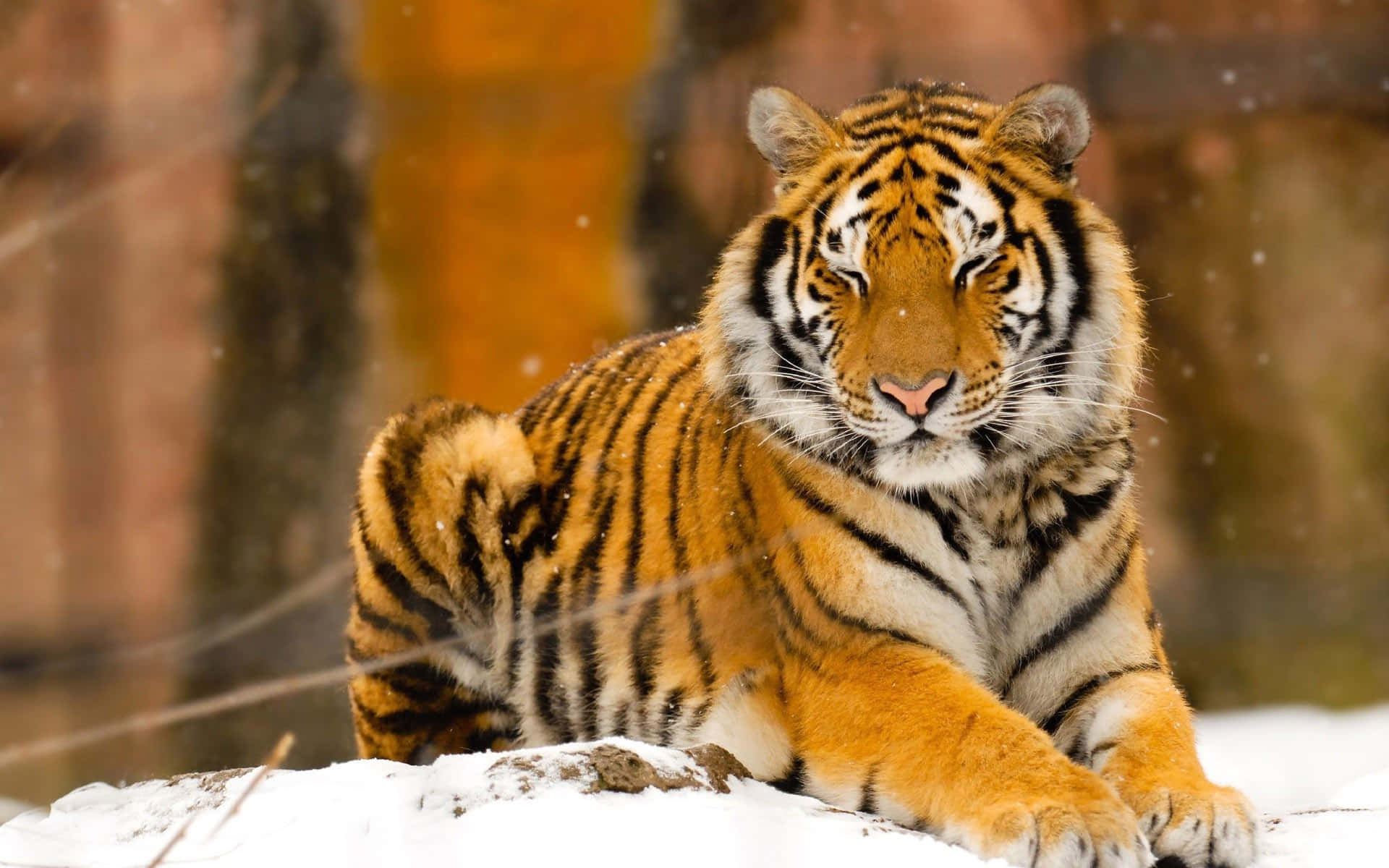Isang maringal na tigre na naglalakad sa gitna ng tanglad. Wallpaper