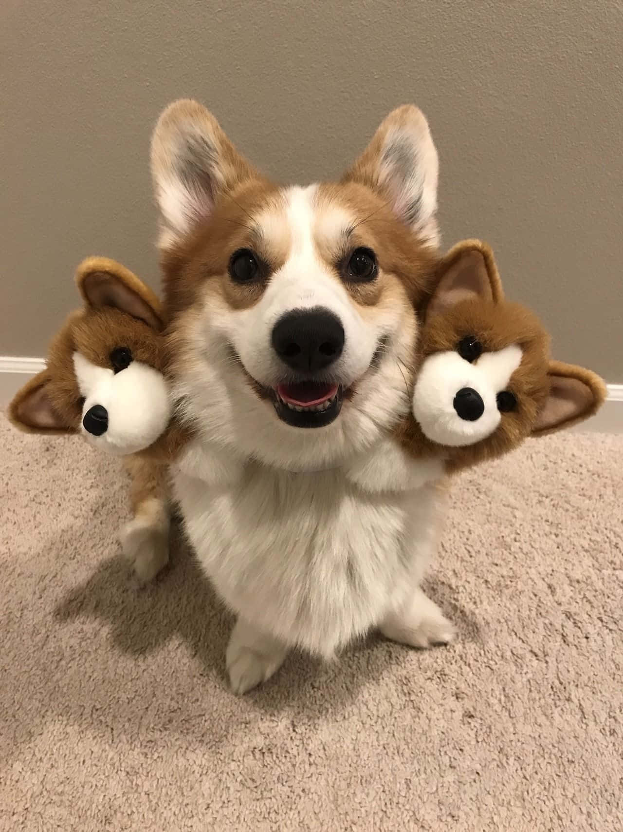 Isang masayang corgi na nag-eenjoy ng perpektong araw! Wallpaper