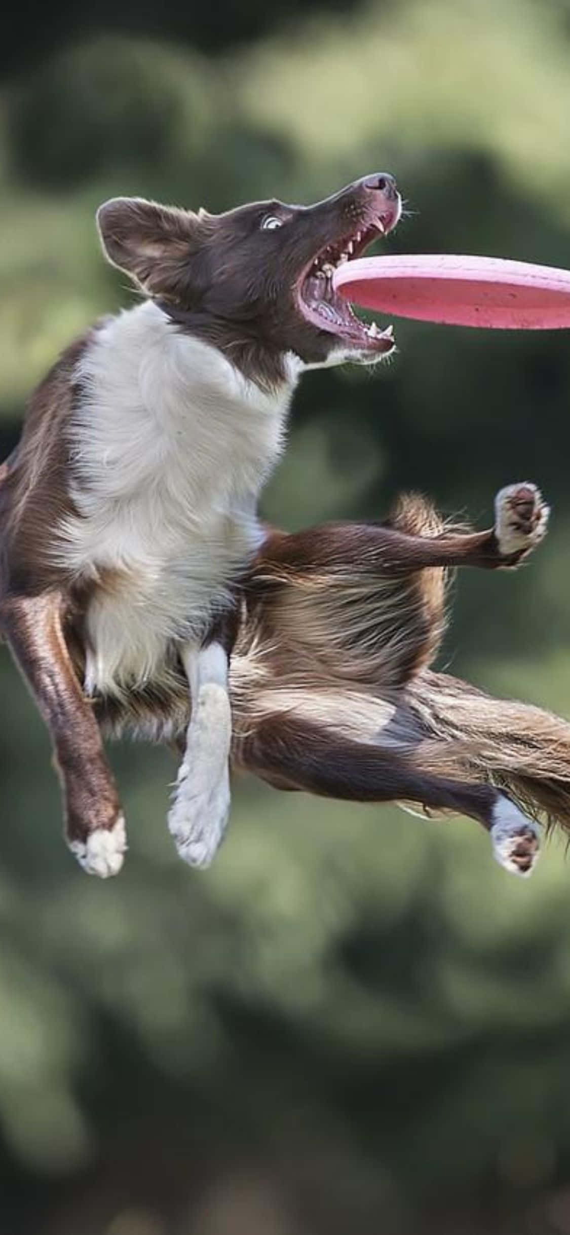 Isang Masayang Laro ng Frisbee gamit ang Bagong iPhone Xs Wallpaper