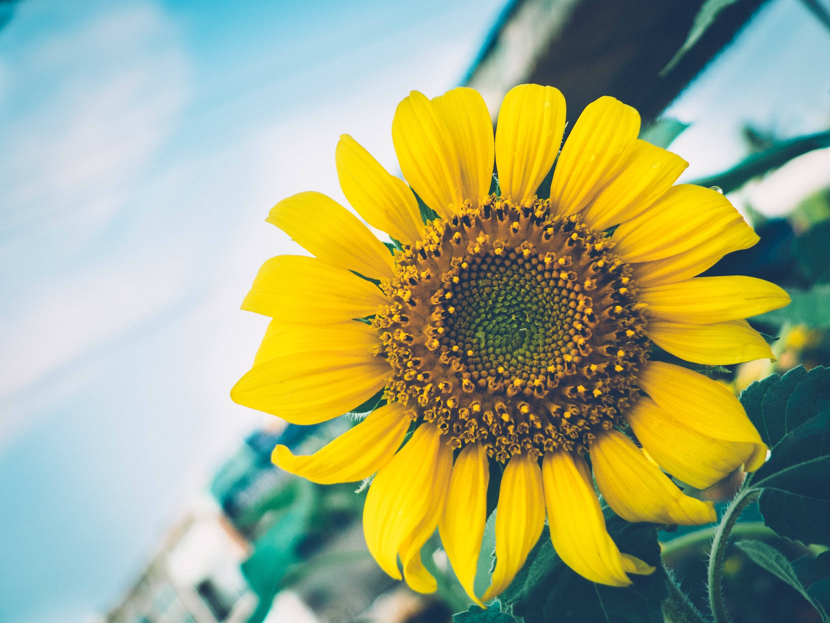 Isang masayang sunflower ang nagpapasaya sa araw. Wallpaper