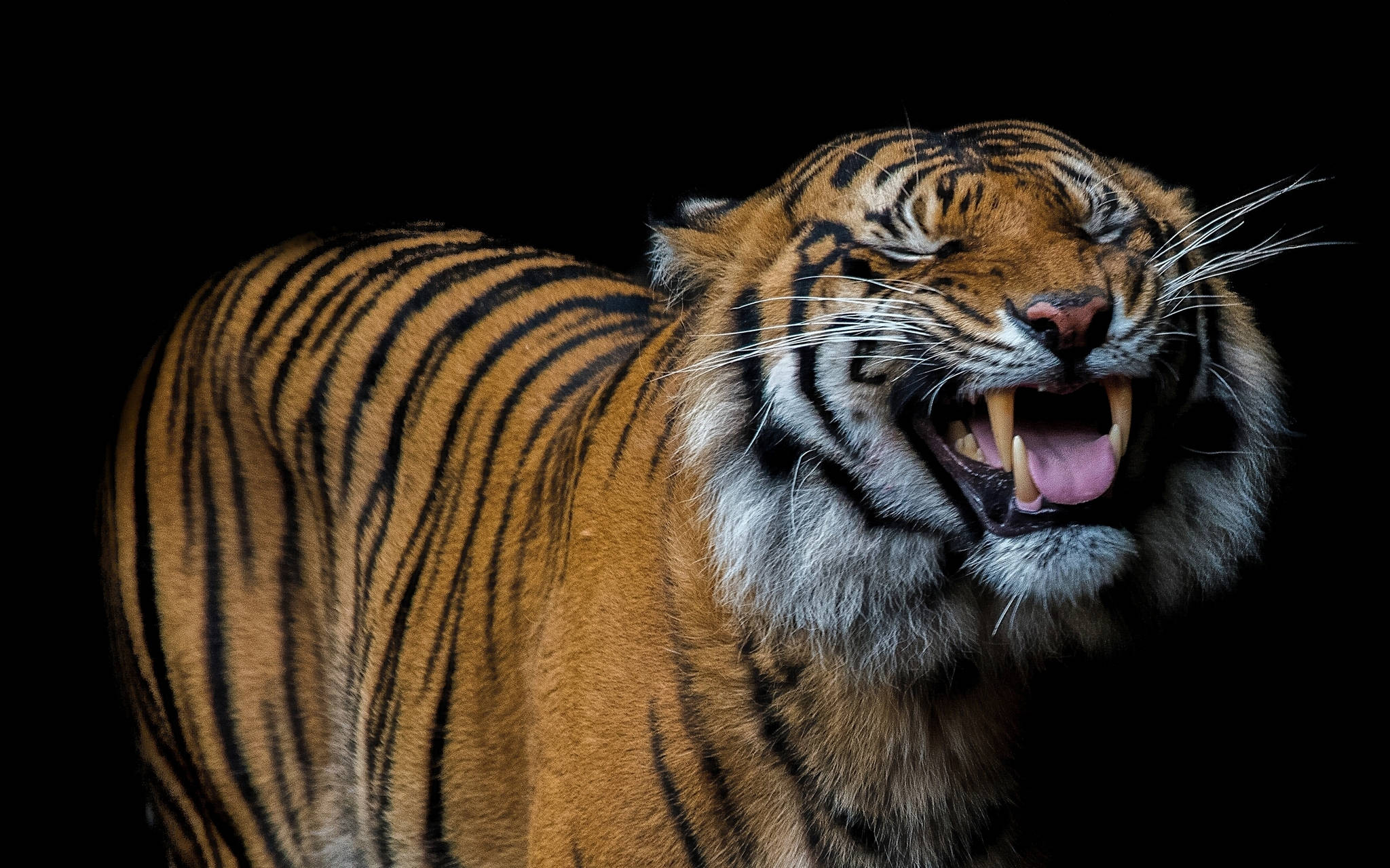 Isang Masayang Tigre na Ngumingiti sa Kamera Wallpaper