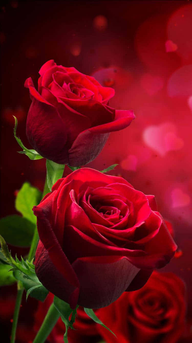 Isang maselang pink na rosas na namumukadkad. Wallpaper