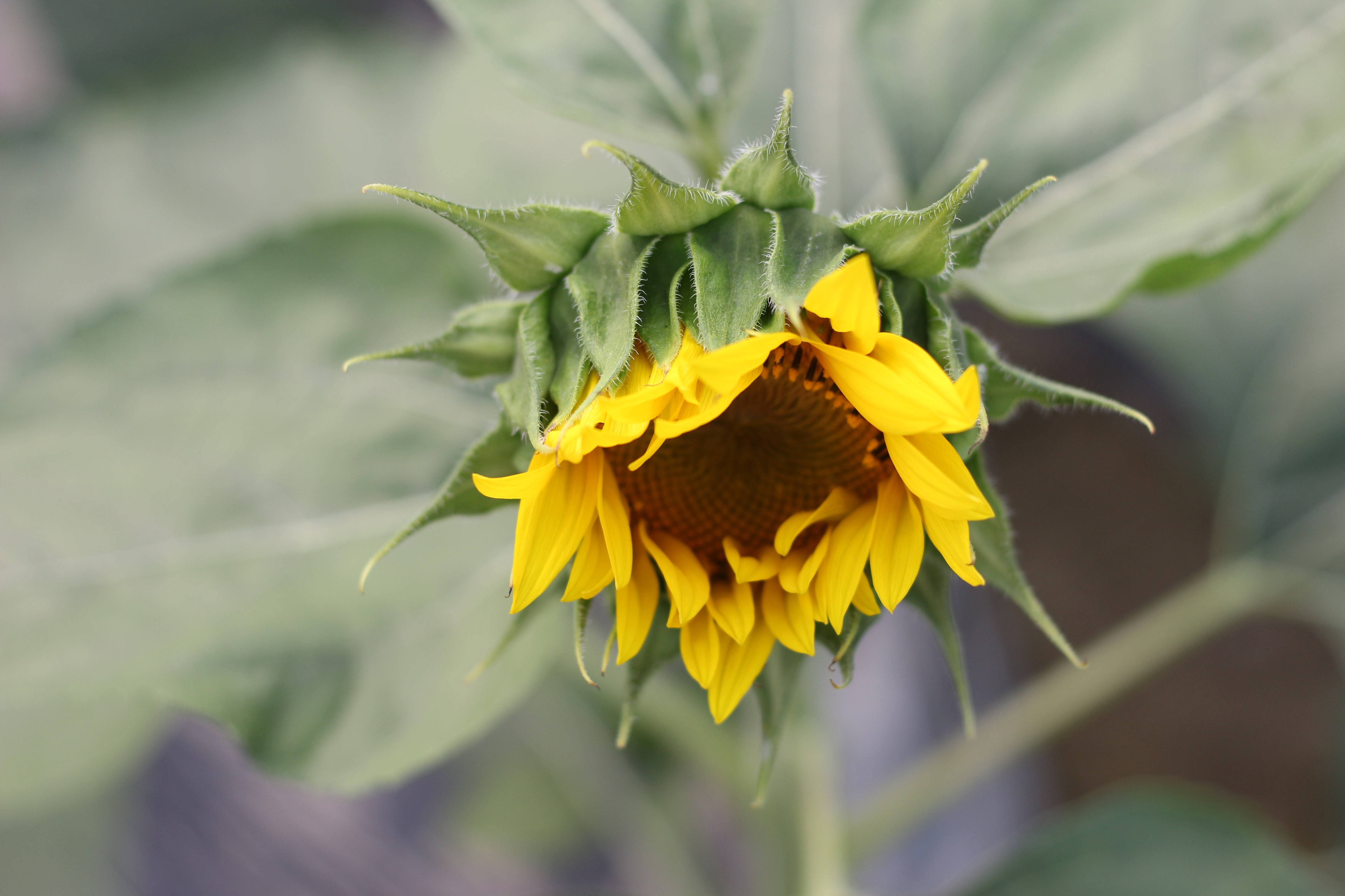 Isang maselang pamumulaklak ng sunflower sa araw ng tag-init Wallpaper