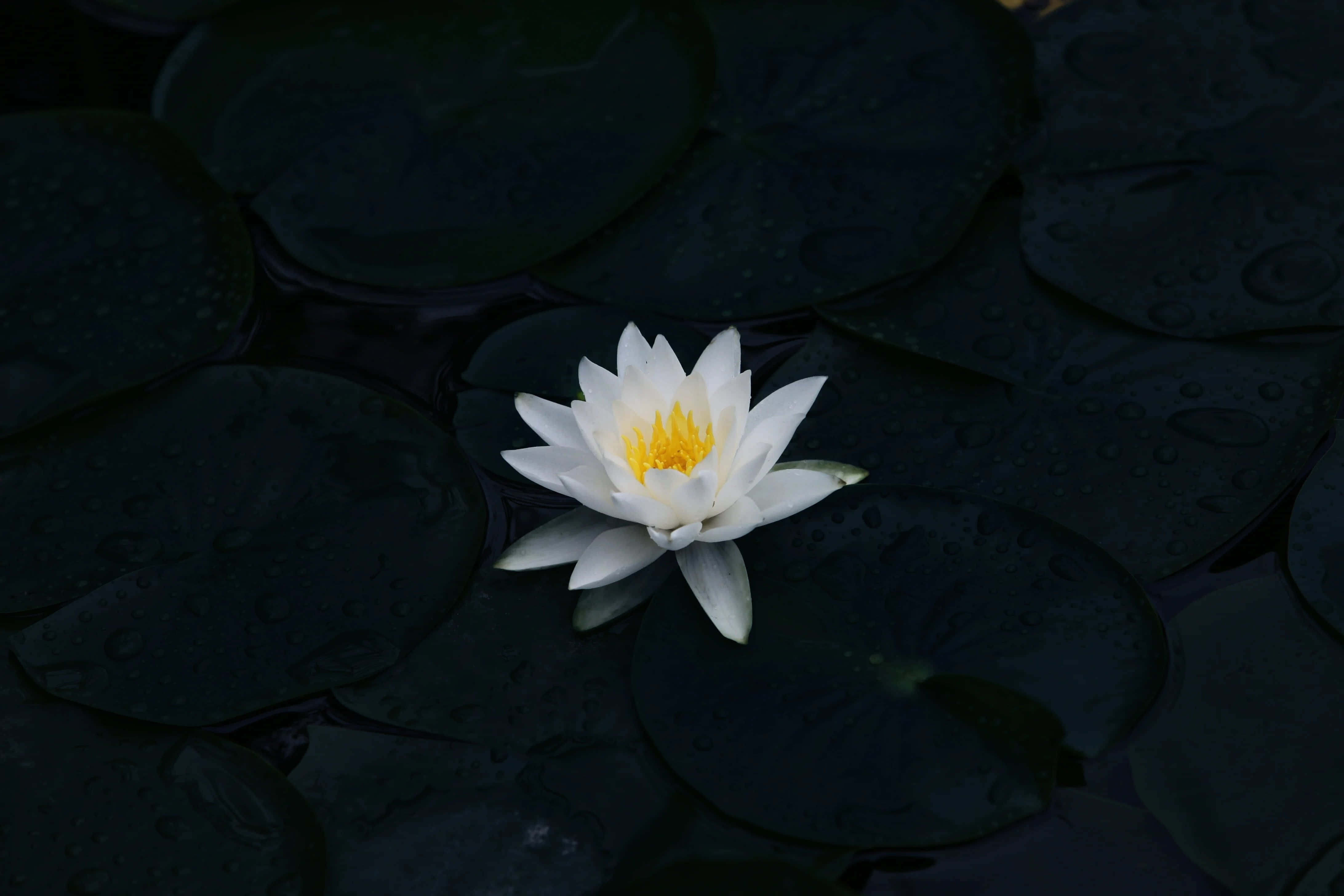 Isang matingkad na rosas at lila na bulaklak na namumulaklak. Wallpaper