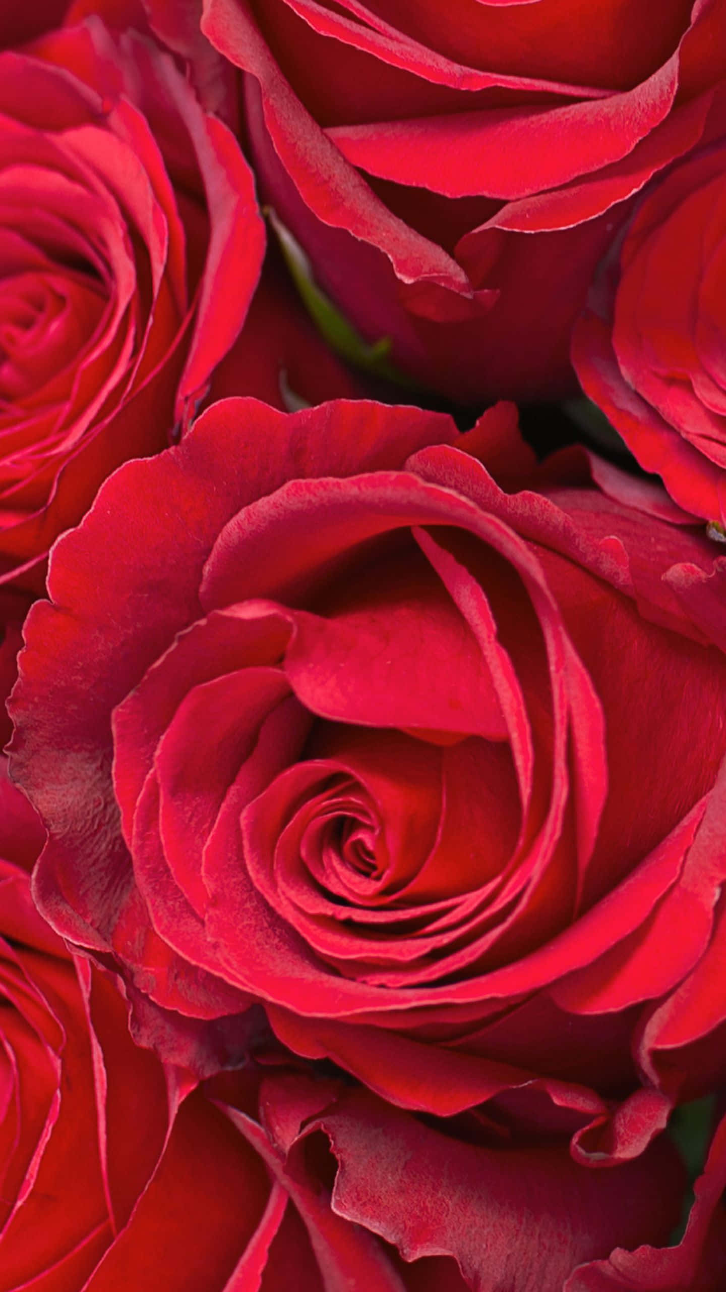 Isang matingkad na rosas na kulay pink at puti na may mga talulot na nakabukas nang malapad, nakalagay sa isang matingkad na berdeng bush. Wallpaper