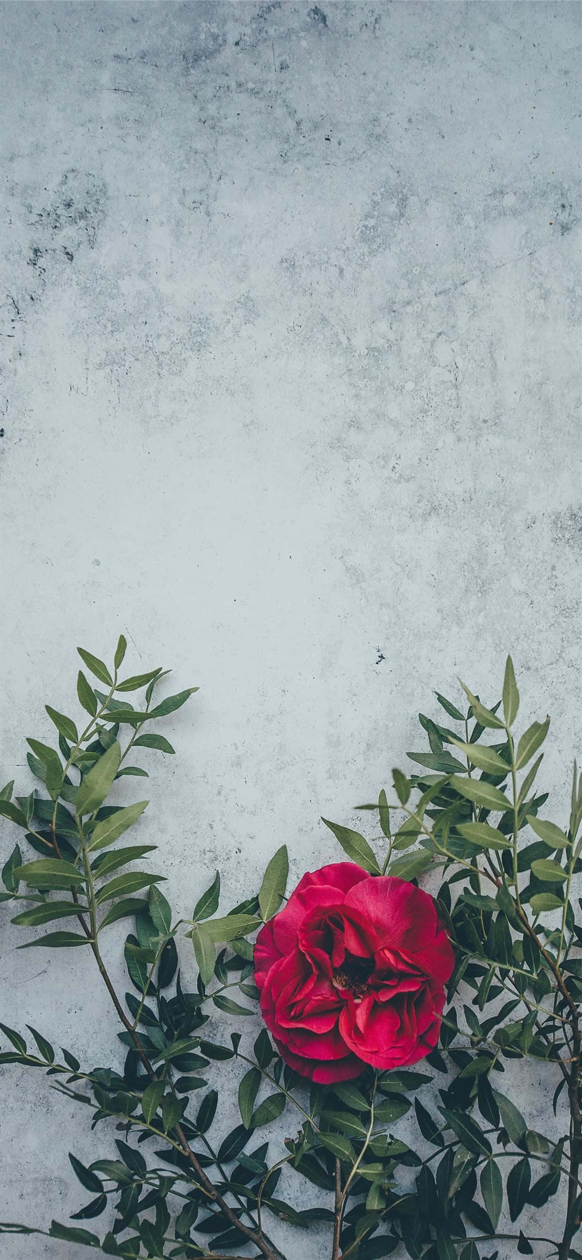 Isang matingkad na pulang bulaklak na sumisibol sa buhay Wallpaper
