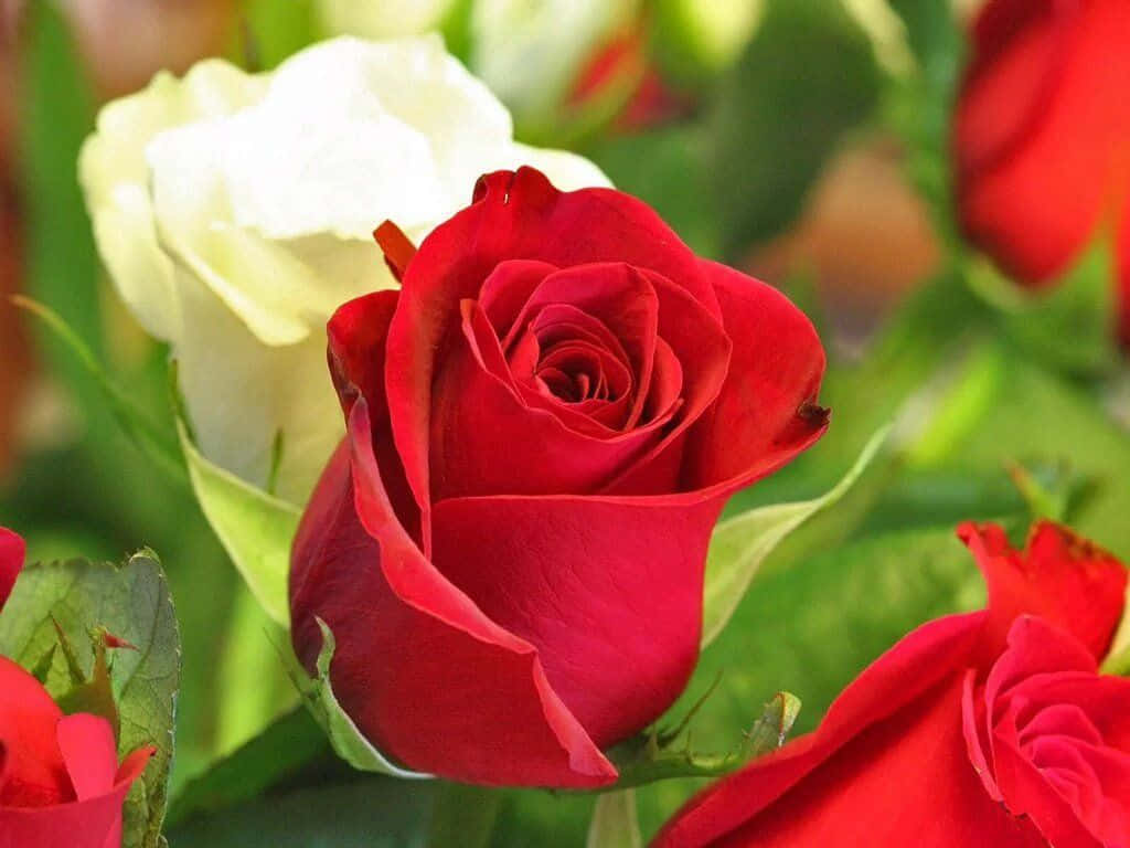 Isang matingkad na pulang rosas na bukas na bukas Wallpaper