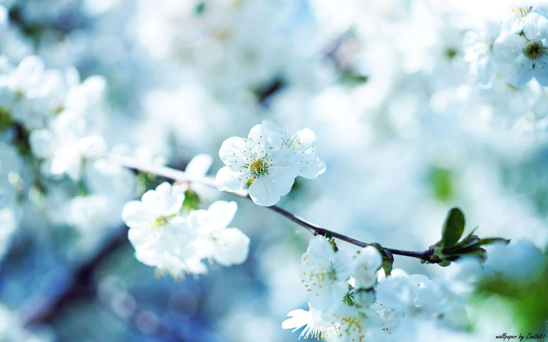 Isang nag-iisa, magandang bulaklak na namumulaklak sa parang Wallpaper