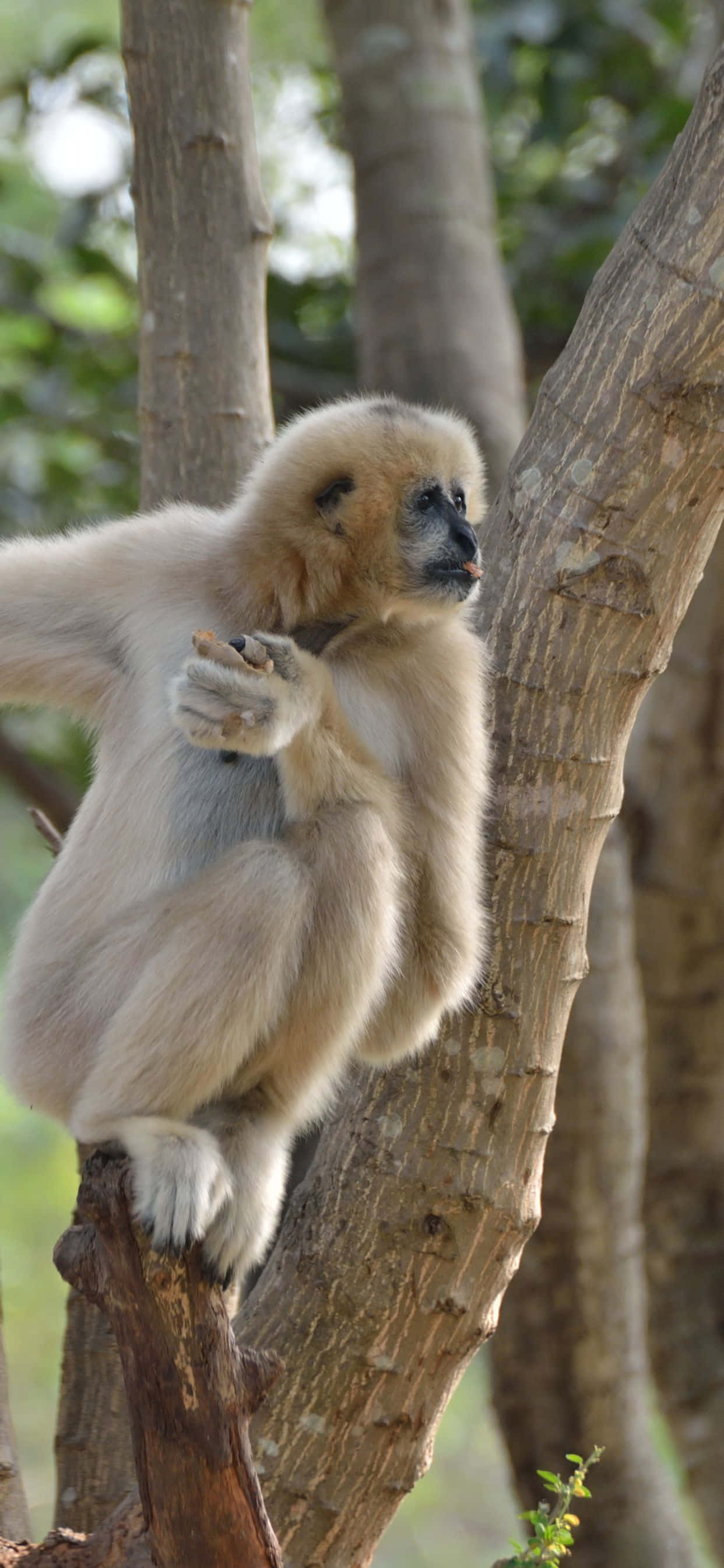 Isang nakakagulat na tanawin ng iPhone Xs Max at isang Gibbon Wallpaper
