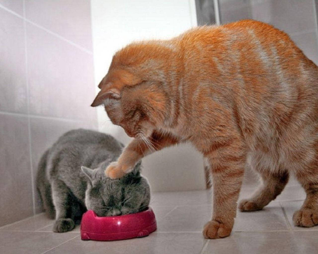 Isang Nakakatawang Magkatuwang na Pusa na Kumakain Wallpaper