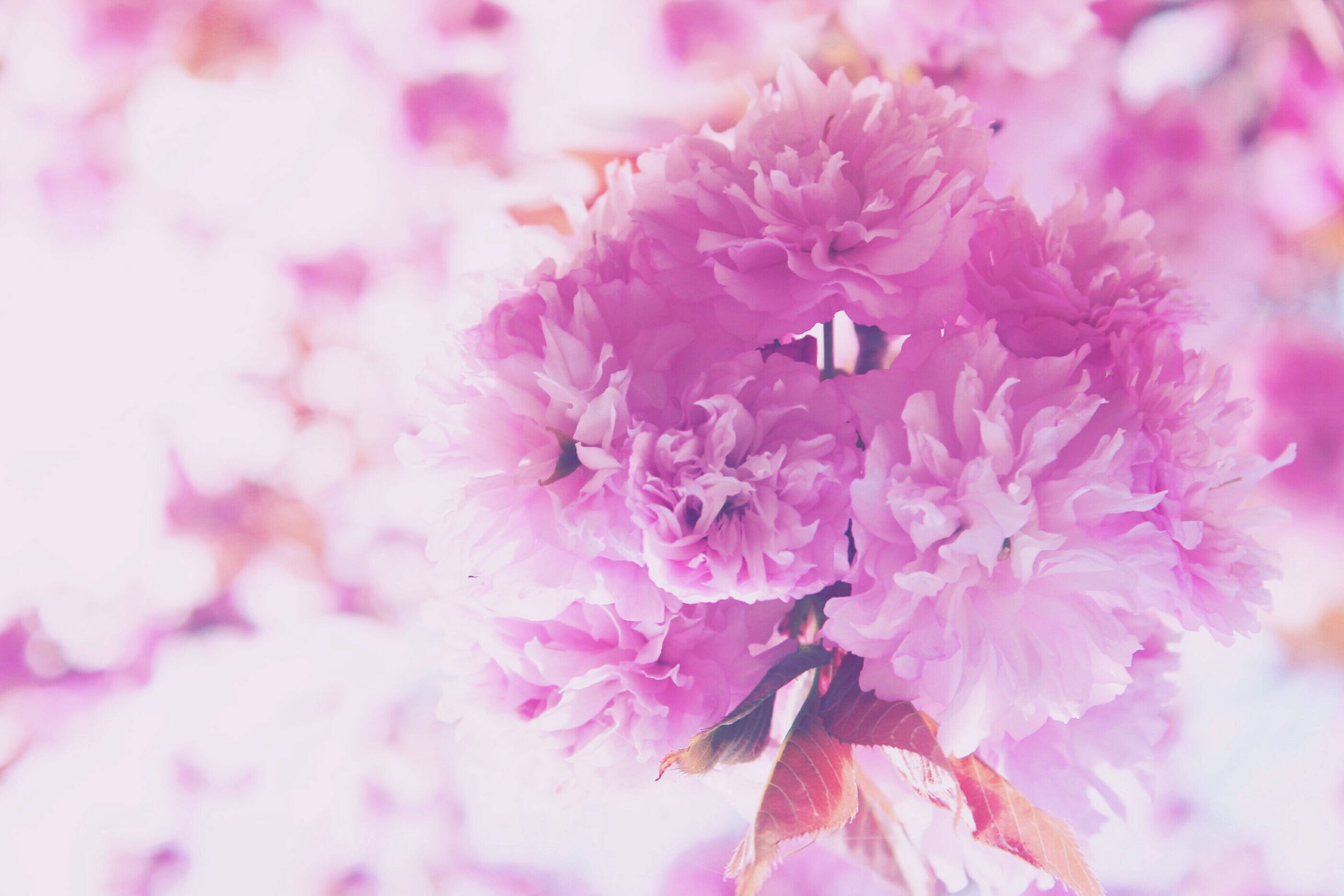 Isang Nakakatuwang Bouquet ng mga Pink na Bulaklak Wallpaper