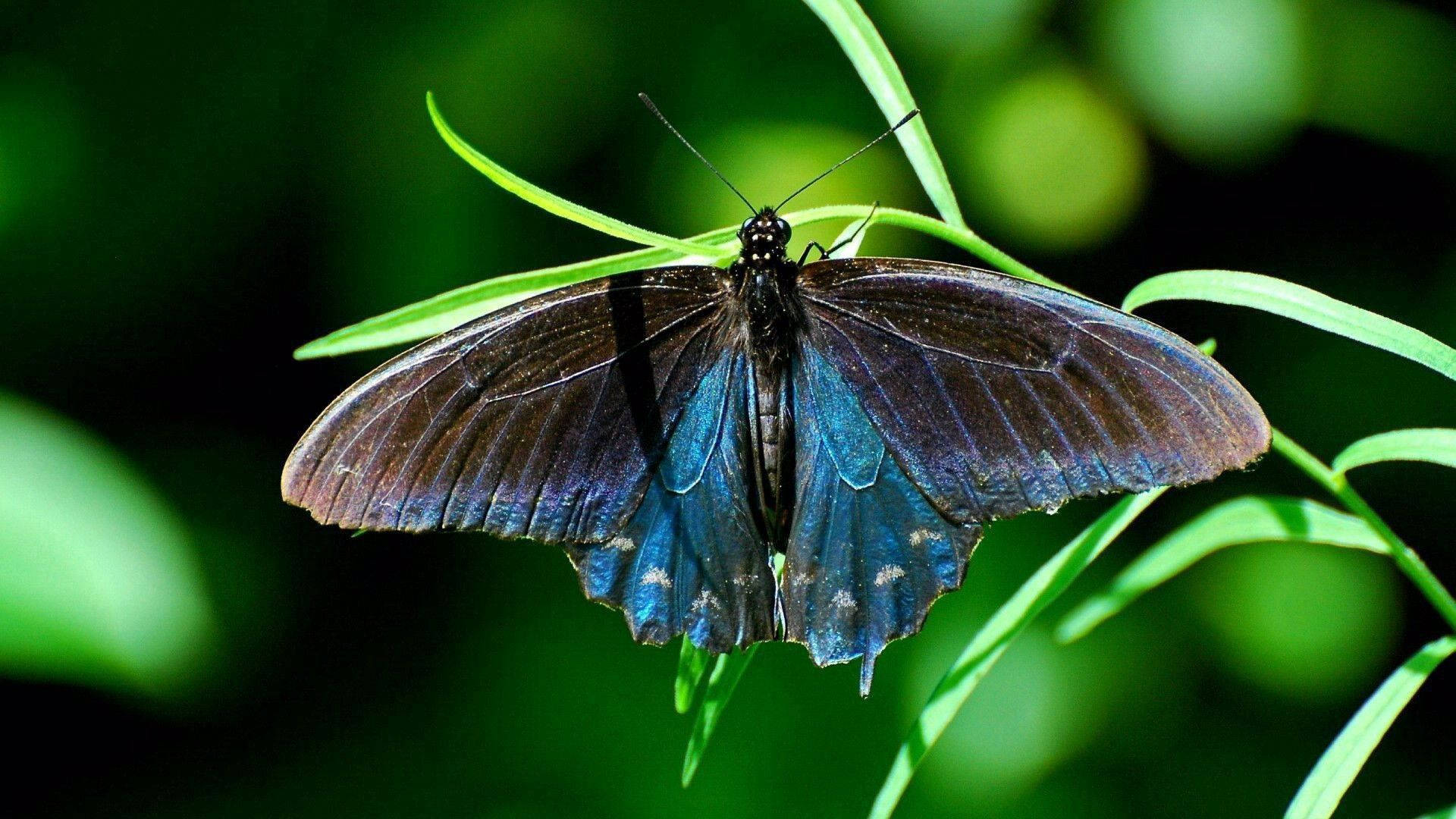 Isang Nakamamanghang Asul na Swallowtail Butterfly Wallpaper
