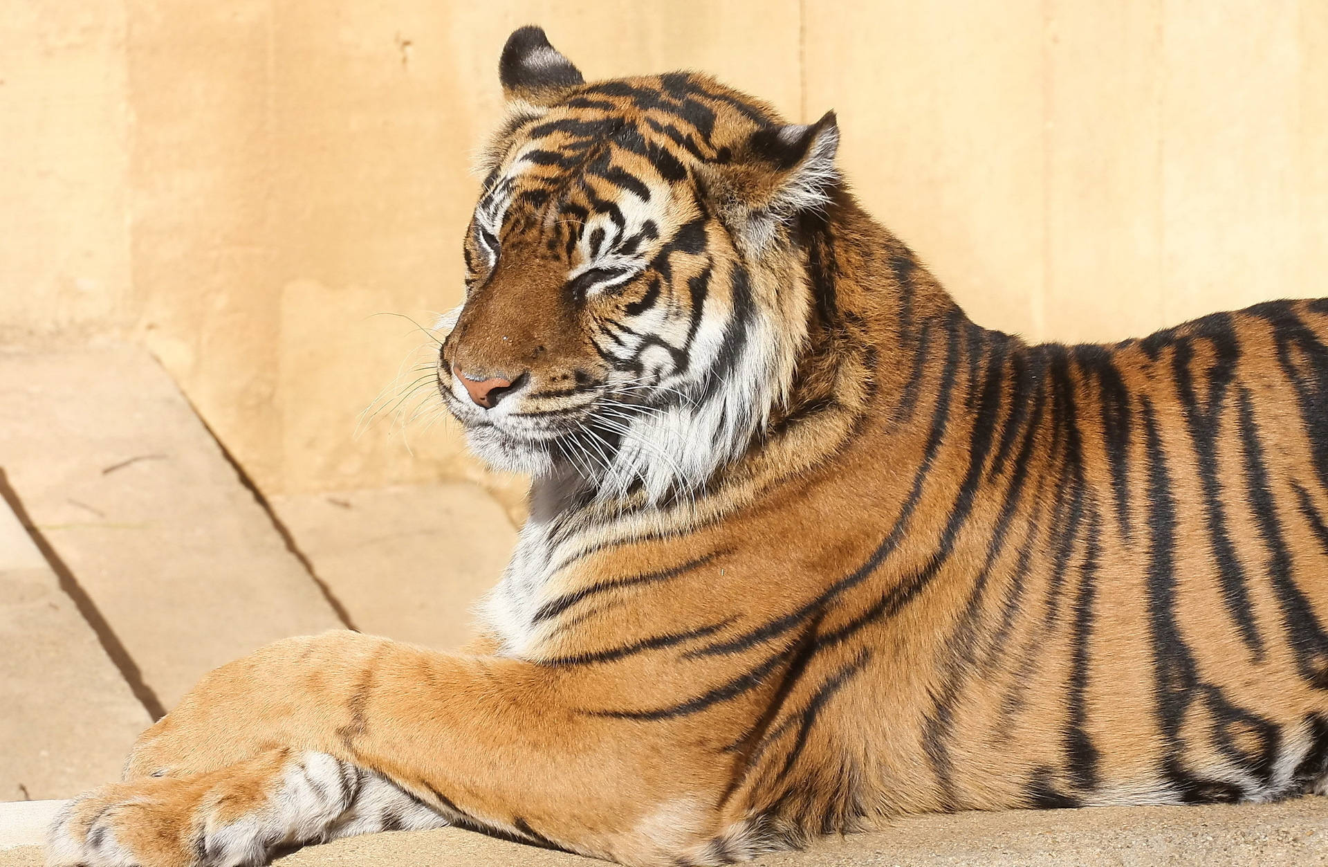 Isang Nakamamanghang Bengal Tiger na Nakaupo nang Maganda sa Wildlife Wallpaper