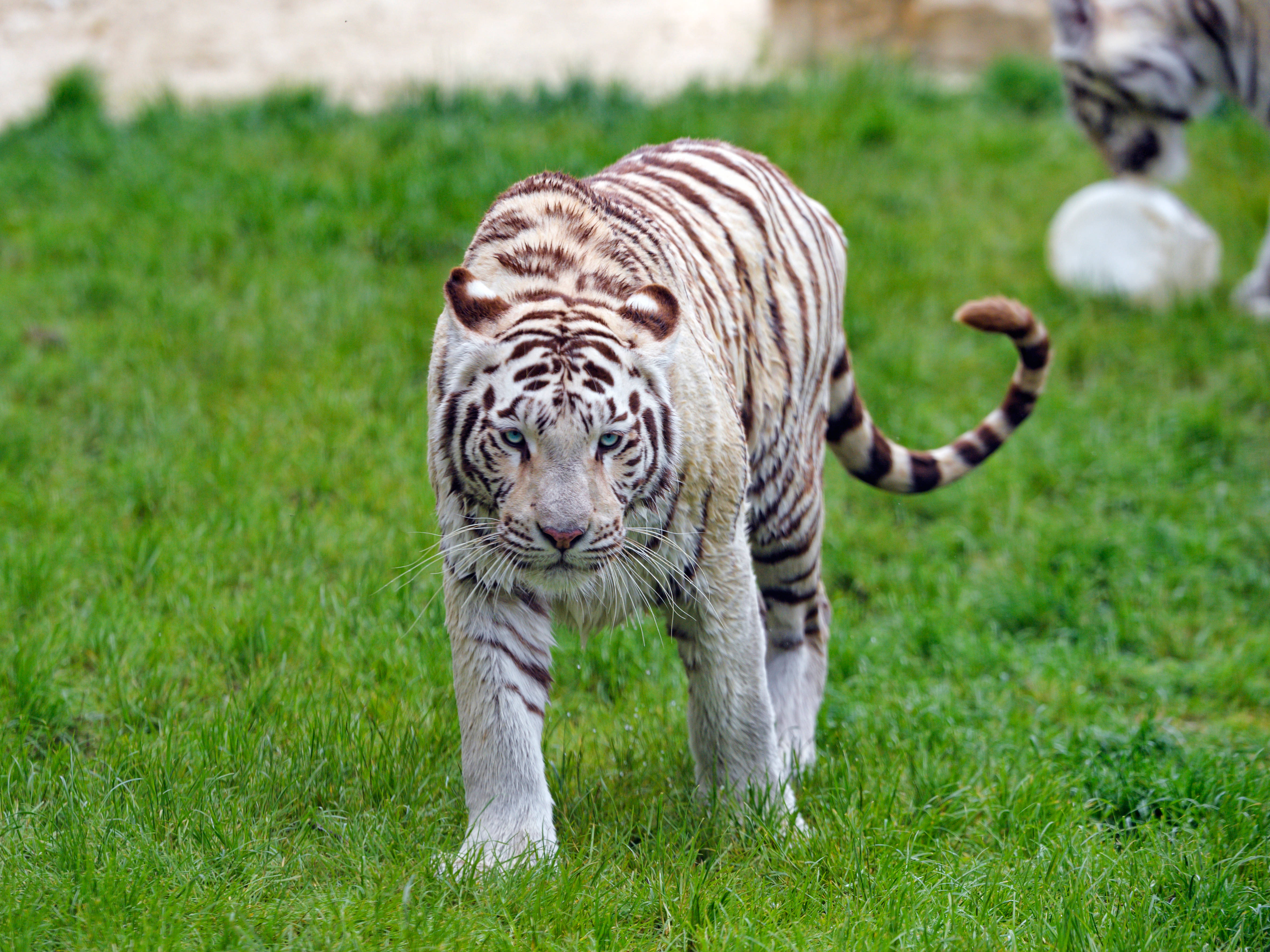 Isang Nakamamanghang Puting Tigre na Magandang Naglalakad sa Damo Wallpaper