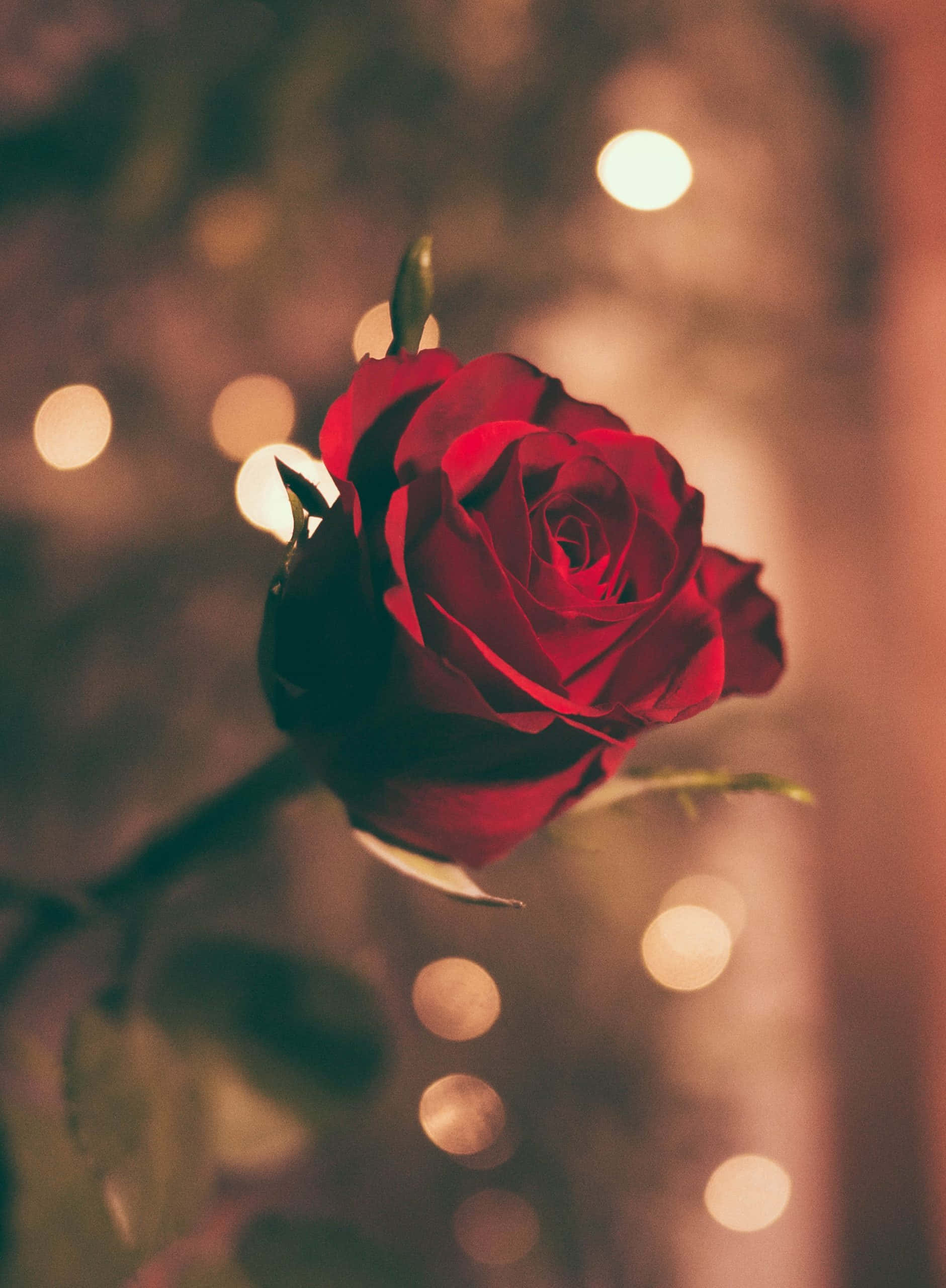 Isang nakamamanghang rosas na kulay pink at puti Wallpaper