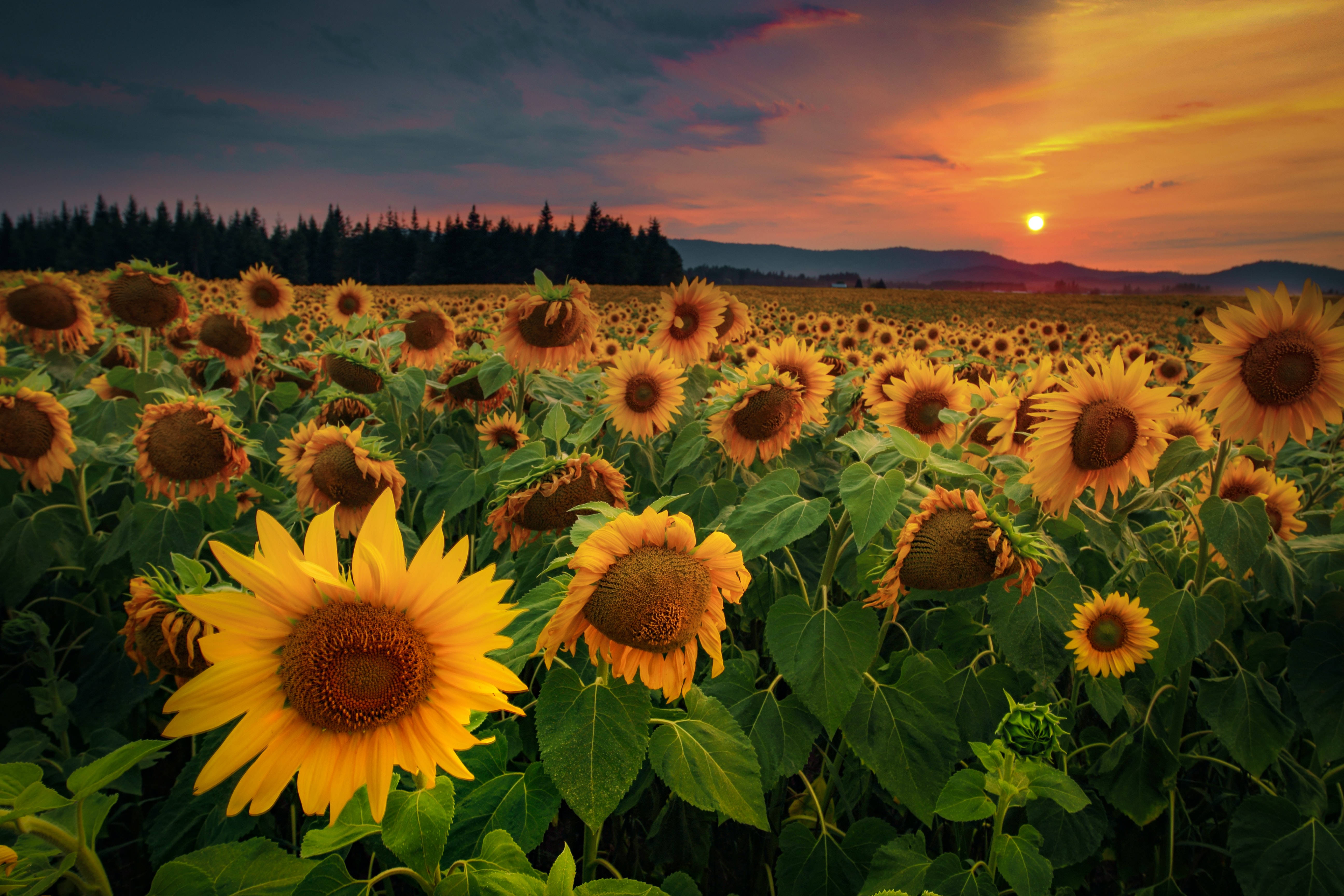 Isang nakamamanghang tanawin ng paglubog ng araw sa isang malawak na bukirin ng sunflower Wallpaper