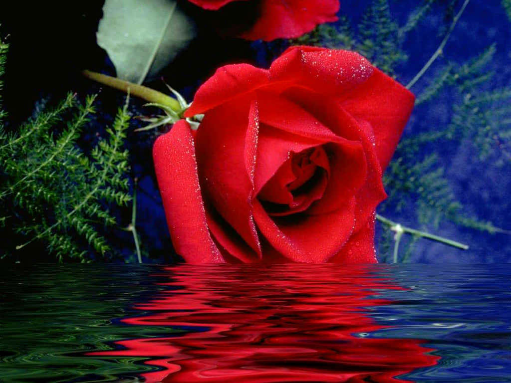 Isang namumulaklak na rosas sa natural nitong tirahan. Wallpaper