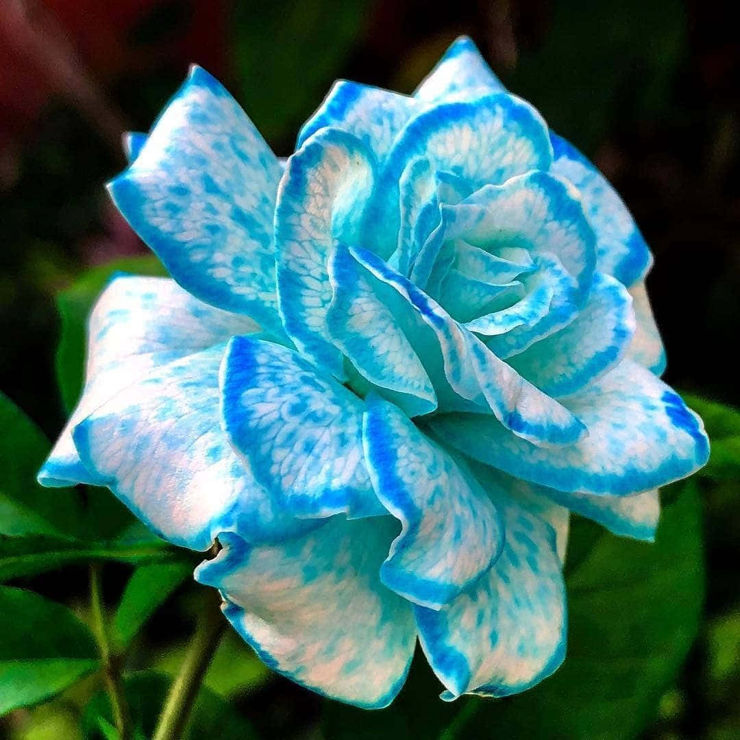Isang napakagandang makulay na pulang Rosas na Bulaklak Wallpaper