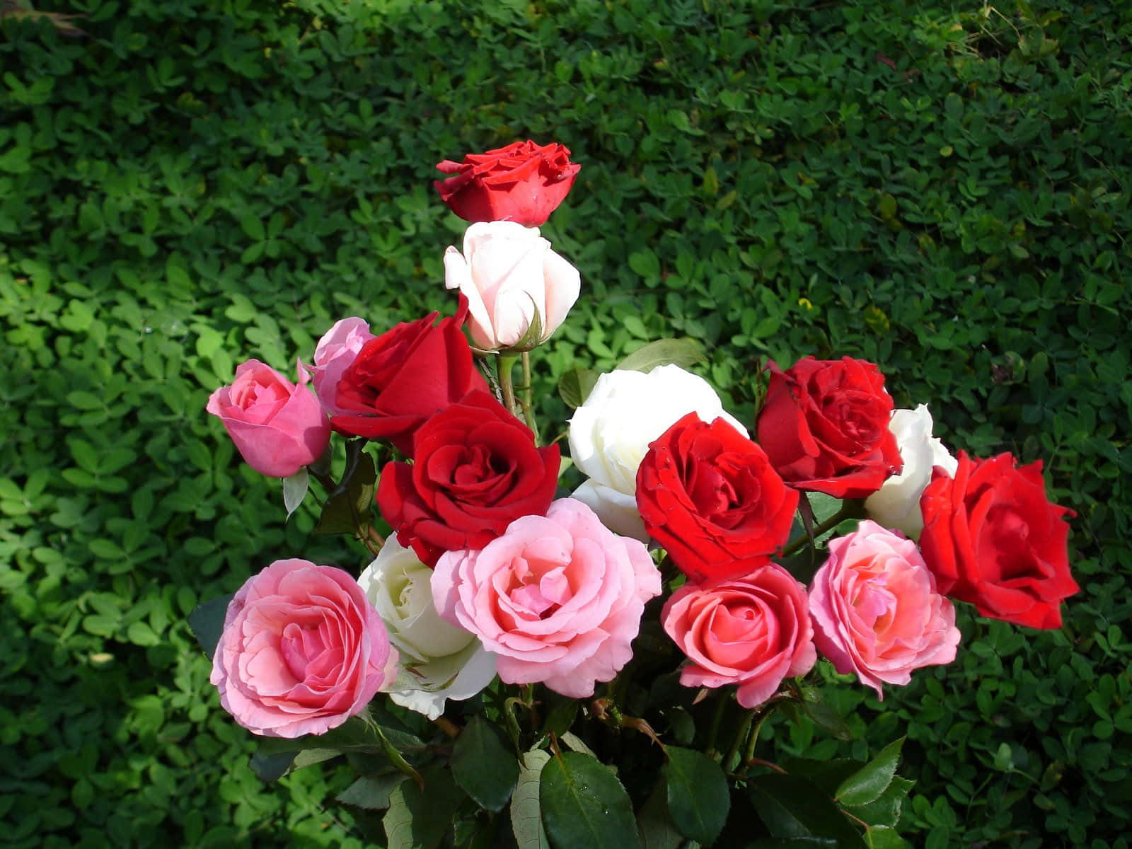 Isang napakagandang pulang rosas na nasa buong pamumulaklak Wallpaper