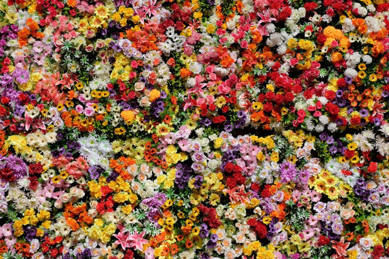 Isang napakagandang bulaklak Wallpaper