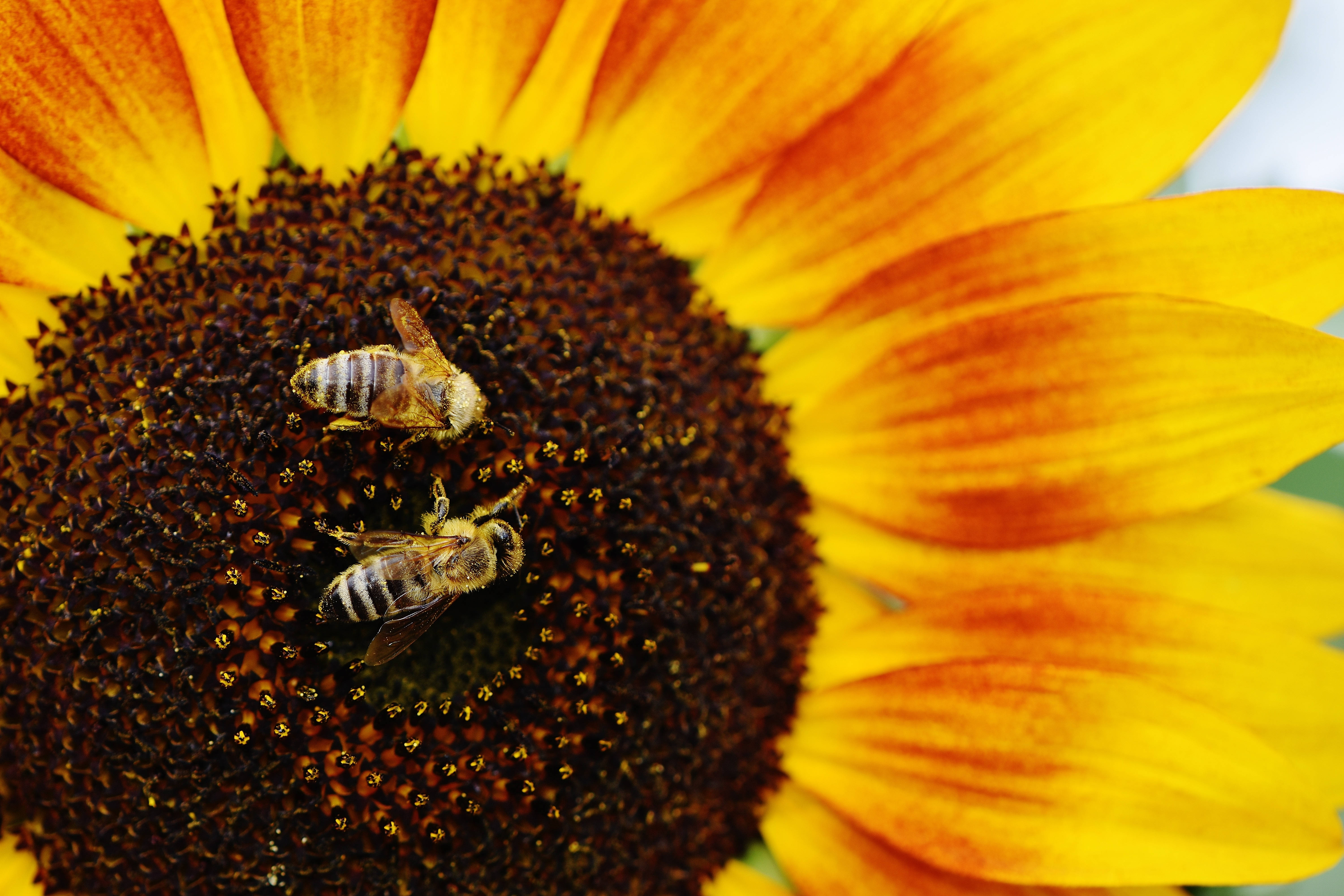 Isang orange na sunflower na namumulaklak sa sikat ng araw, napapaligiran ng makukulay na bubuyog Wallpaper