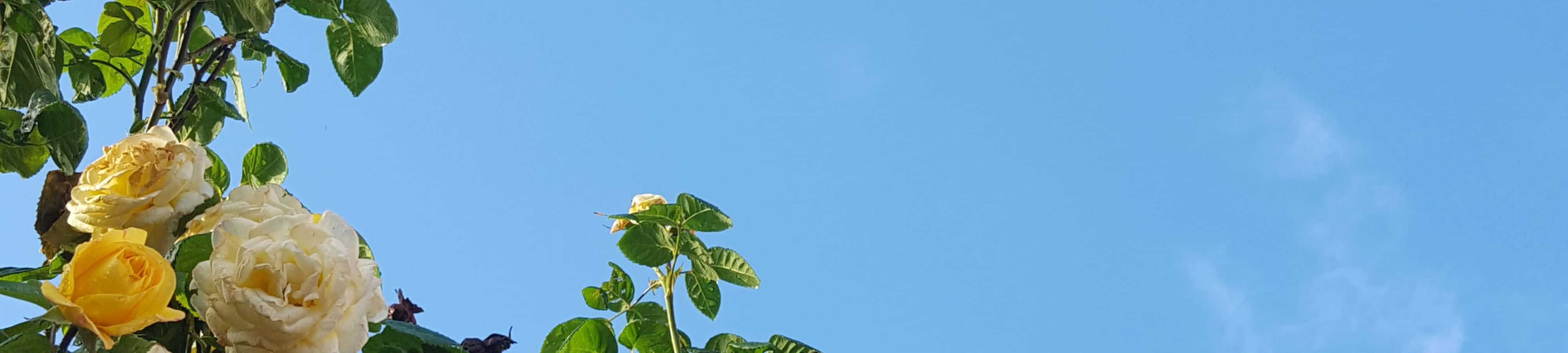 isang orasan na may mga bulaklak sa langit Wallpaper