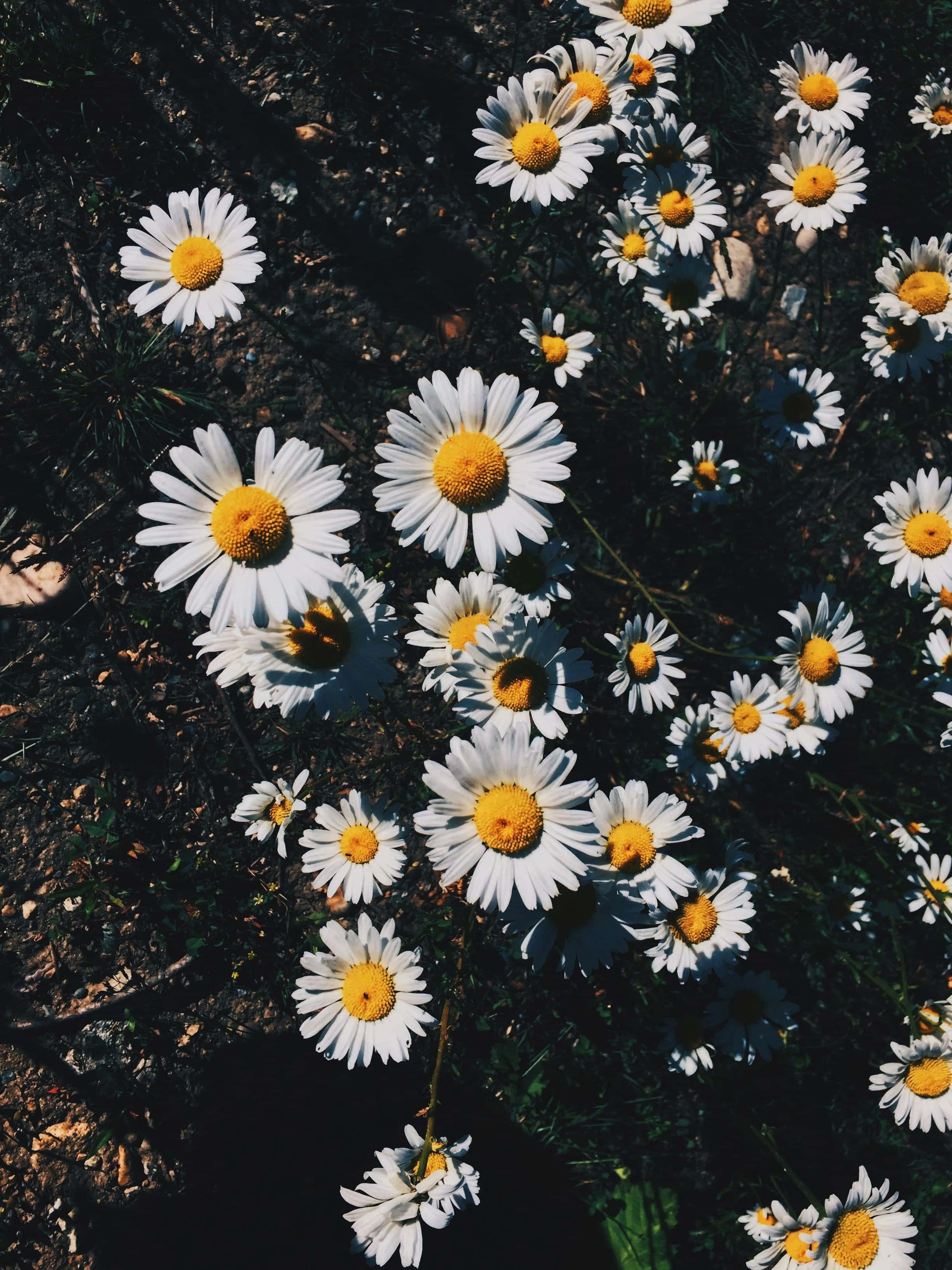 "Isang Palumpon ng Makulay na Aesthetic na mga Bulaklak" Wallpaper