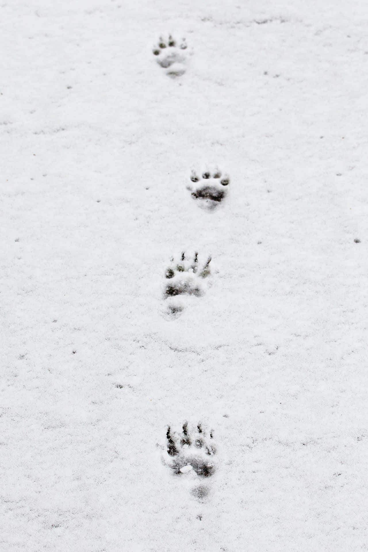 isang pares ng mga bakas ng paa sa niyebe Wallpaper