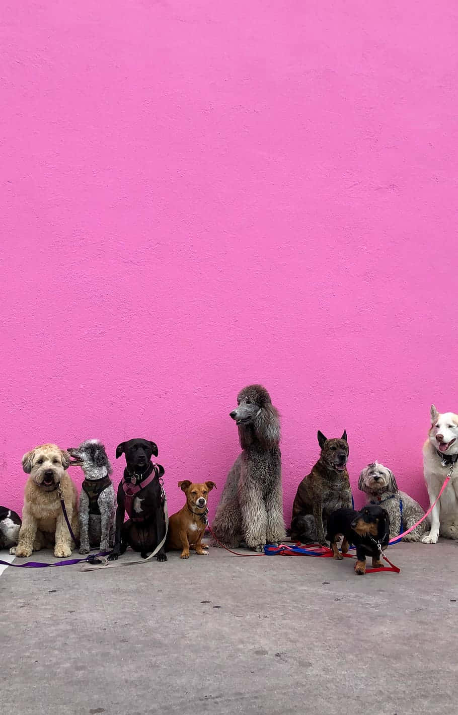 Isang pares ng pink na toy puppies na nagsiksik sa isang unan Wallpaper