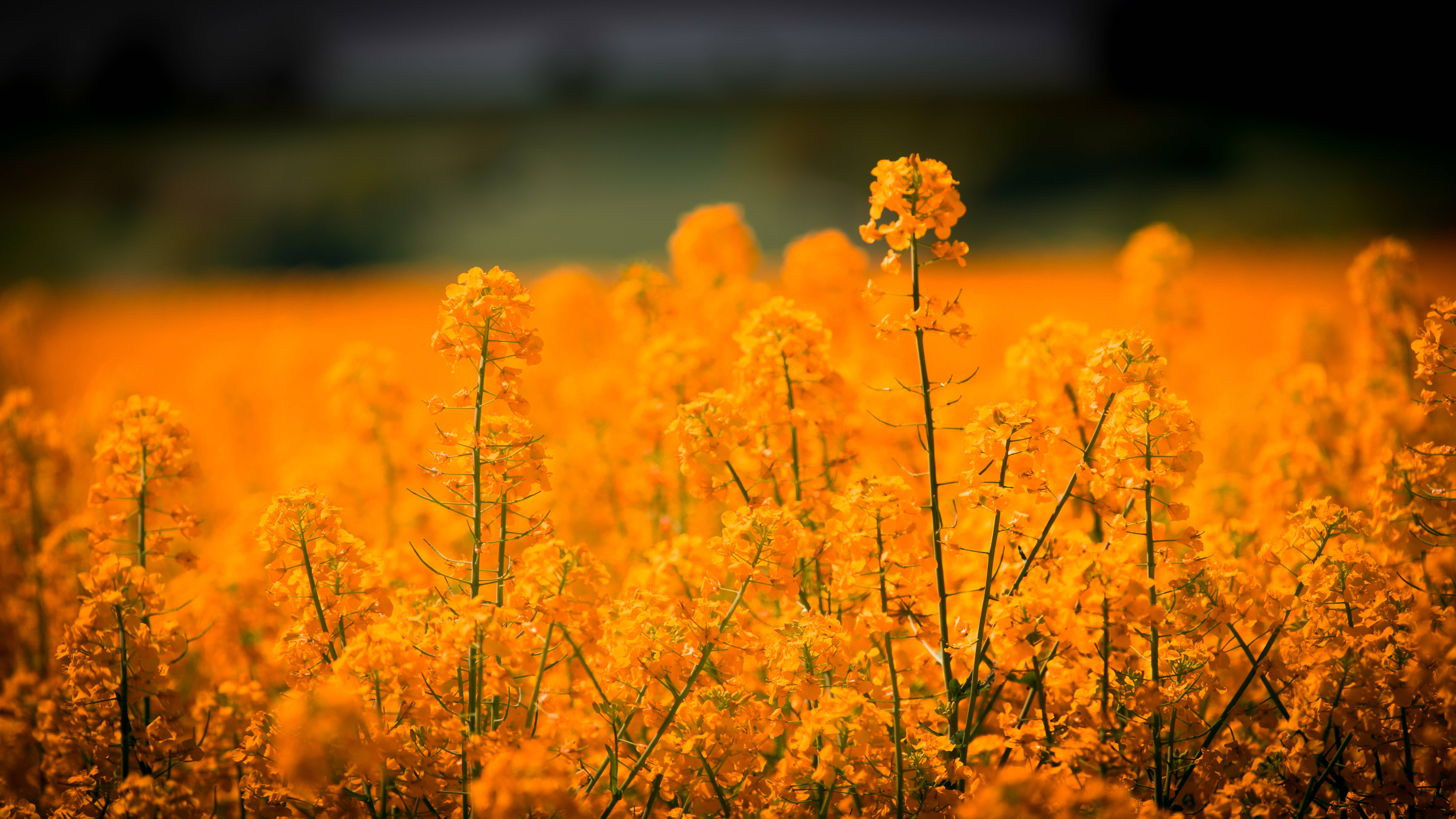 Isang Patag ng Ginintuang Damos at Makulay na mga Bulaklak Wallpaper