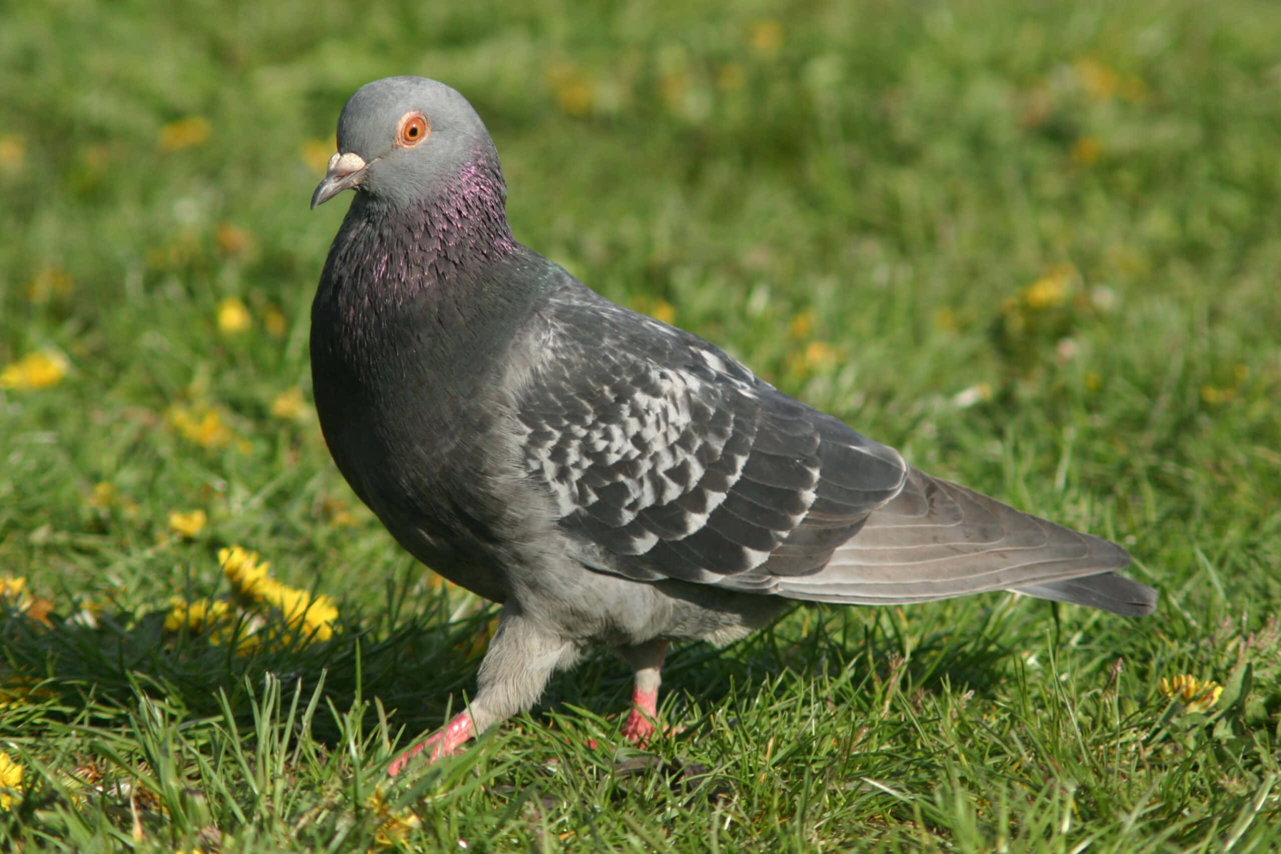 Isang Pigeon Lumilipad sa Blue Sky Wallpaper