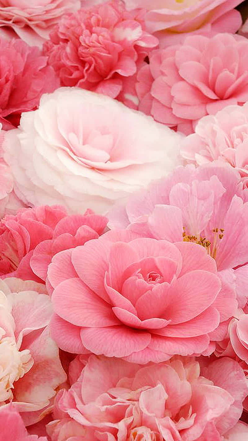 Isang pink na bulaklak na namumukad sa paglubog ng adlaw Wallpaper