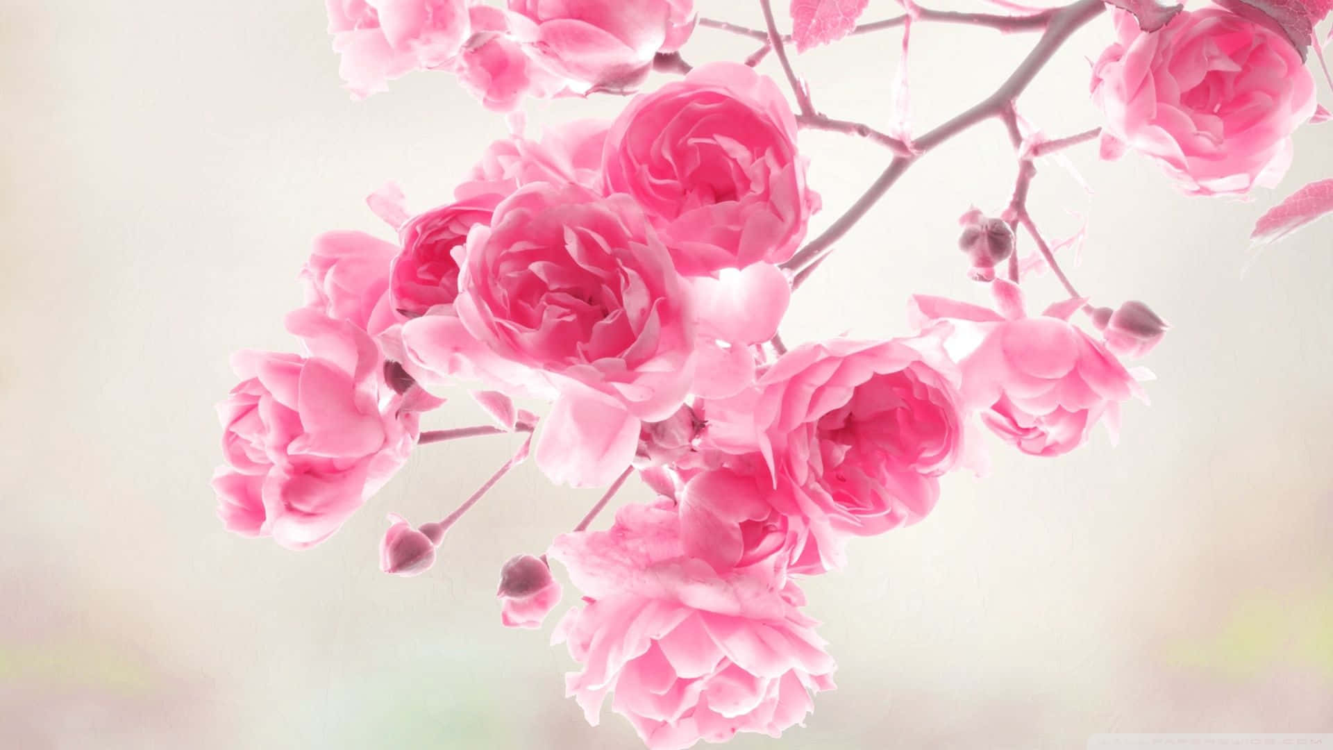 Isang pinong puting bulaklak na background na perpekto para sa anumang okasyon Wallpaper